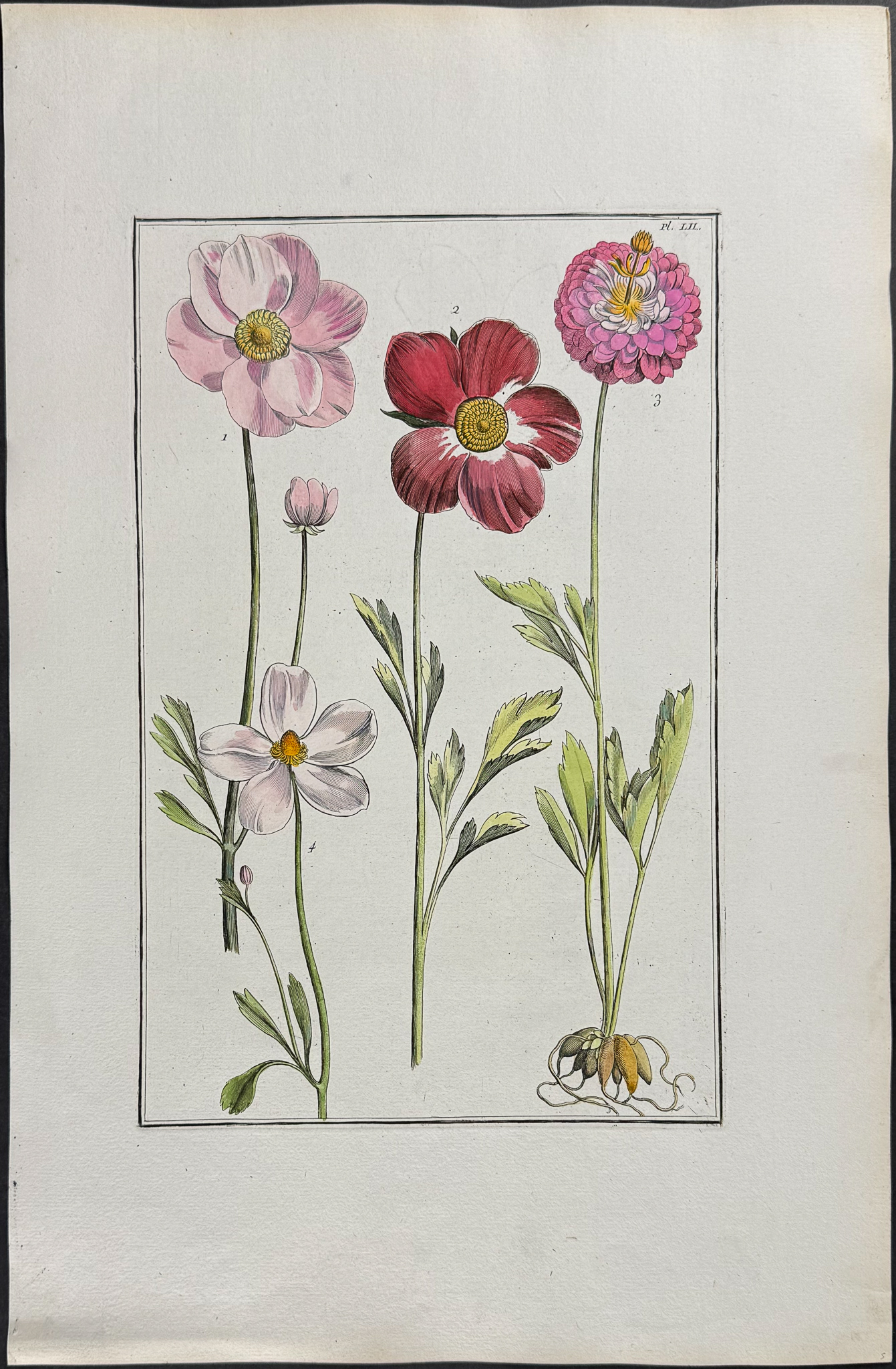 Rabel - 5 Botanical Engravings: Rose, Iris, Buttercup, Fritillary, Passion Flower