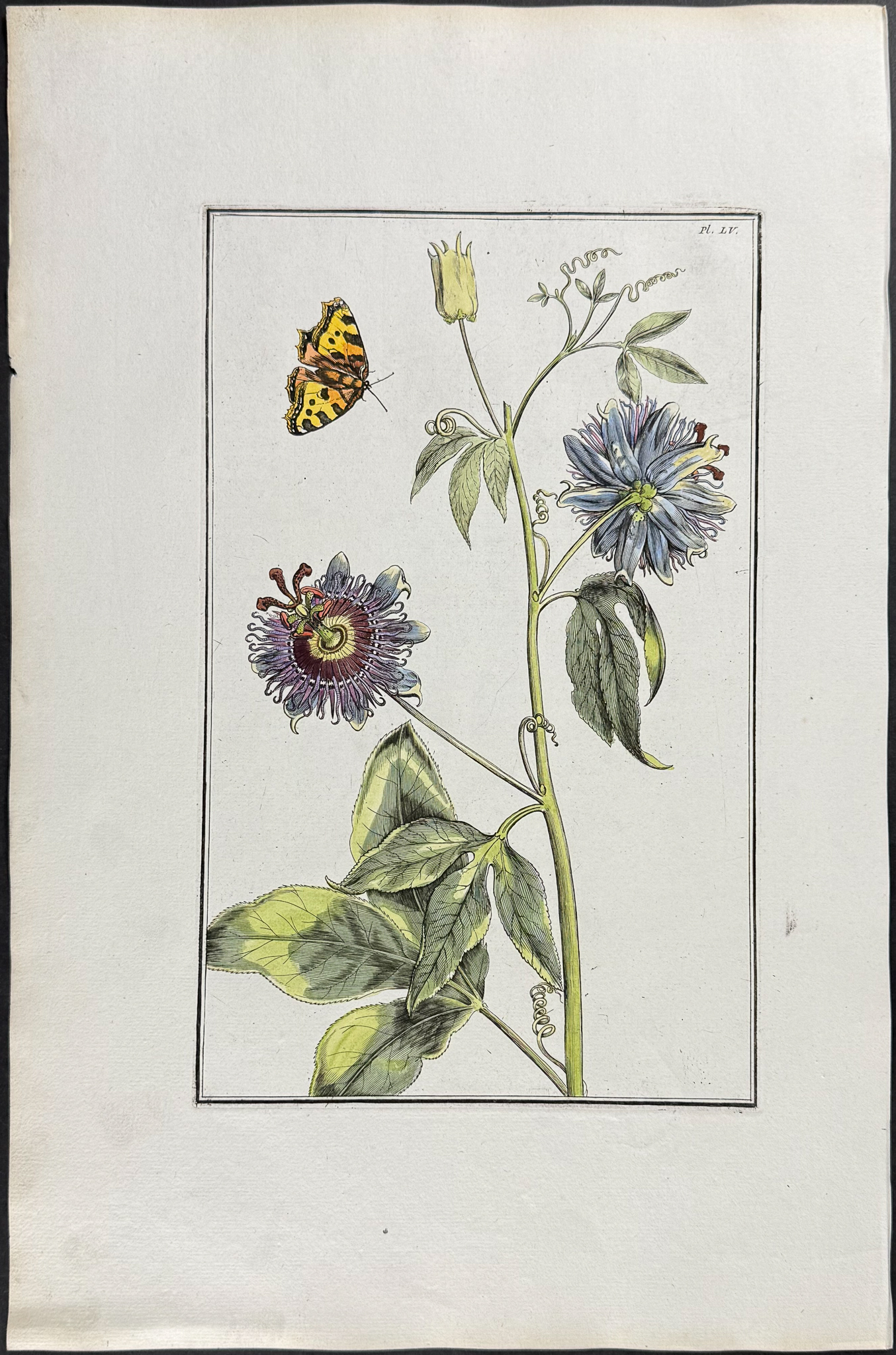 Rabel - 5 Botanical Engravings: Rose, Iris, Buttercup, Fritillary, Passion Flower