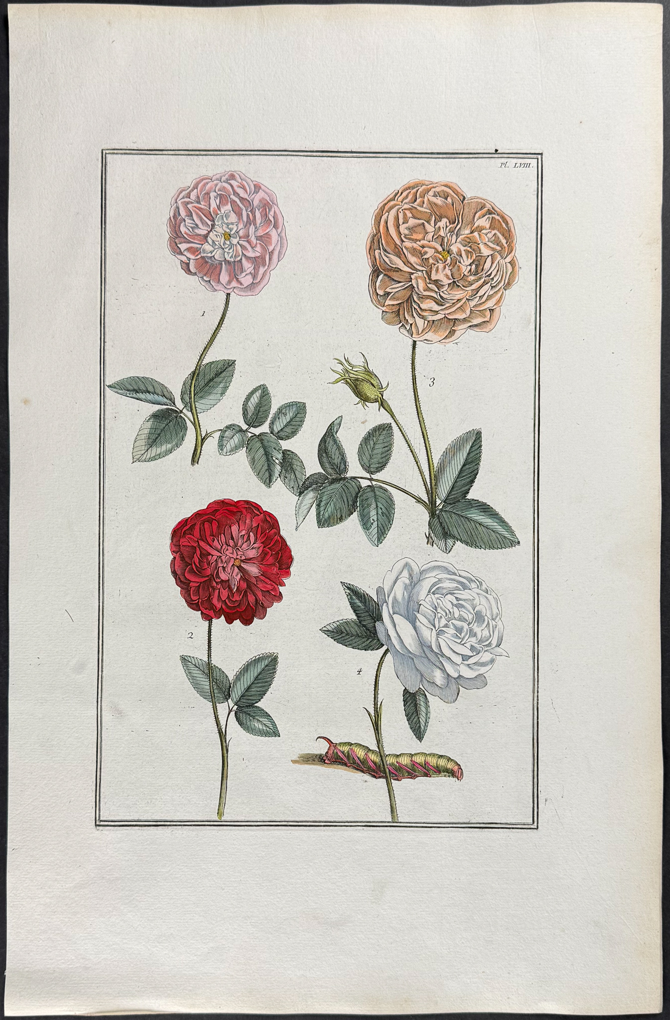 Rabel - 5 Botanical Engravings: Rose, Iris, Buttercup, Fritillary, Passion Flower