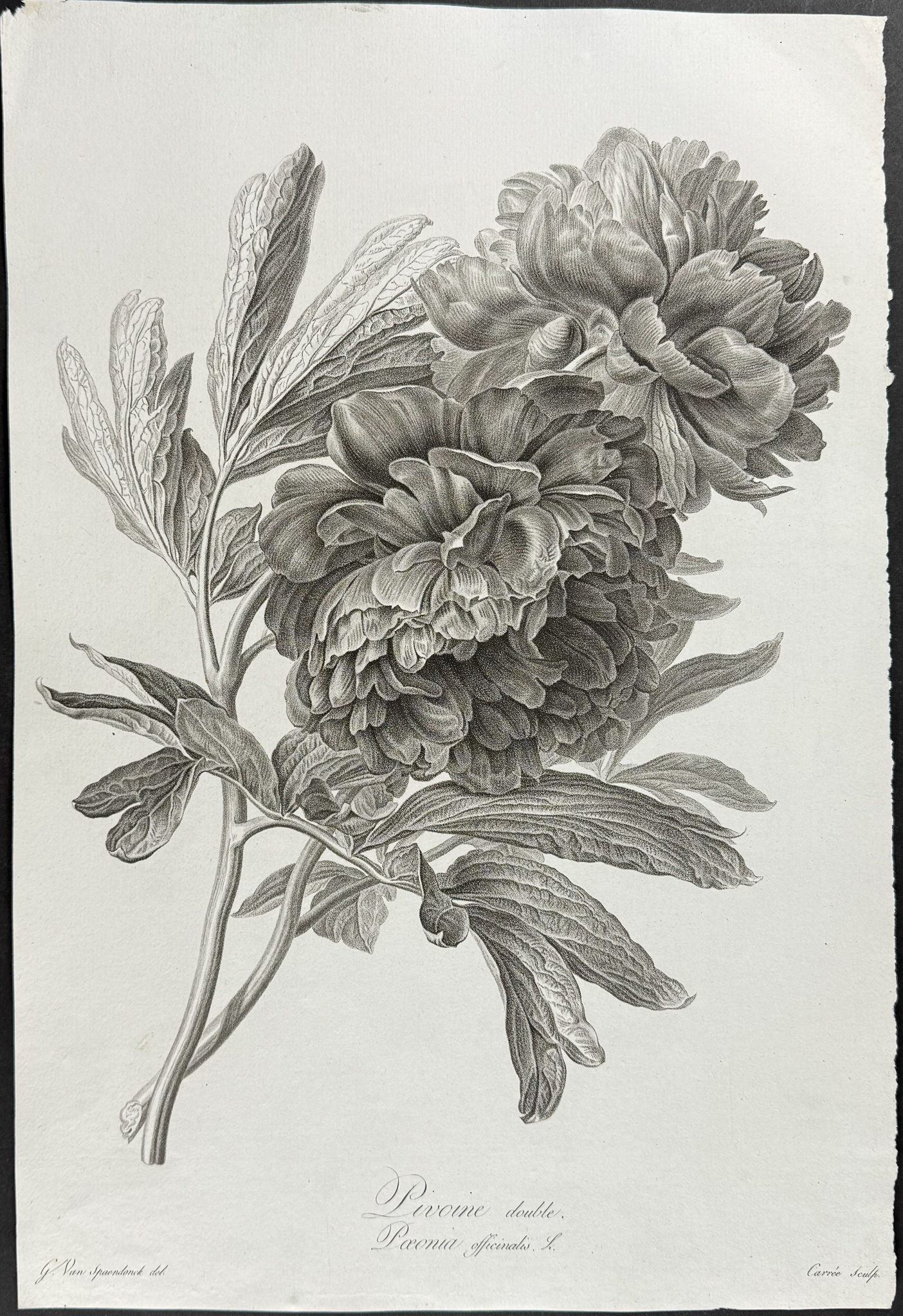 Spaendonck - Peony