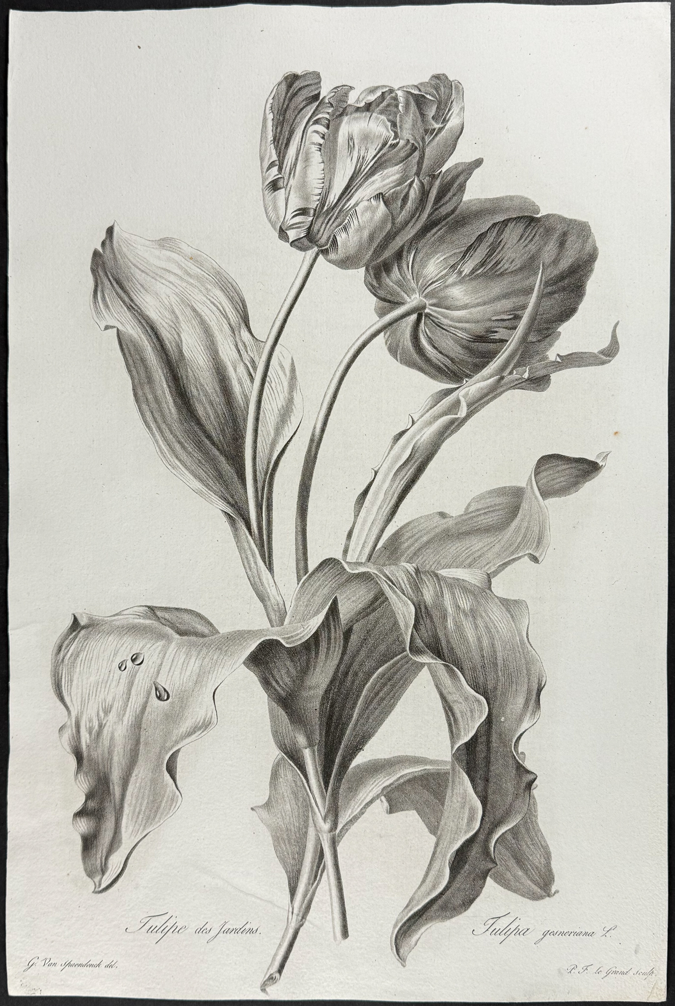 Spaendonck - Tulips