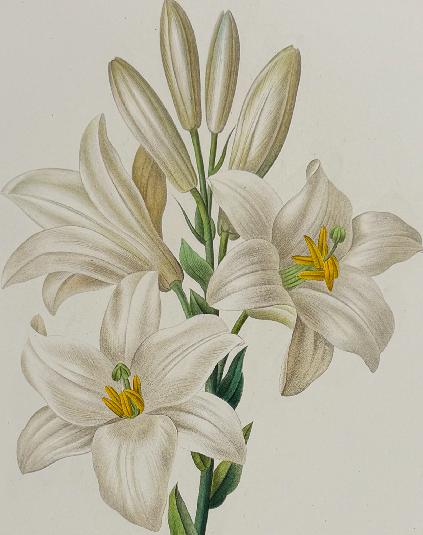 Redoute, Choix - Madonna Lily [Lilium candidum]