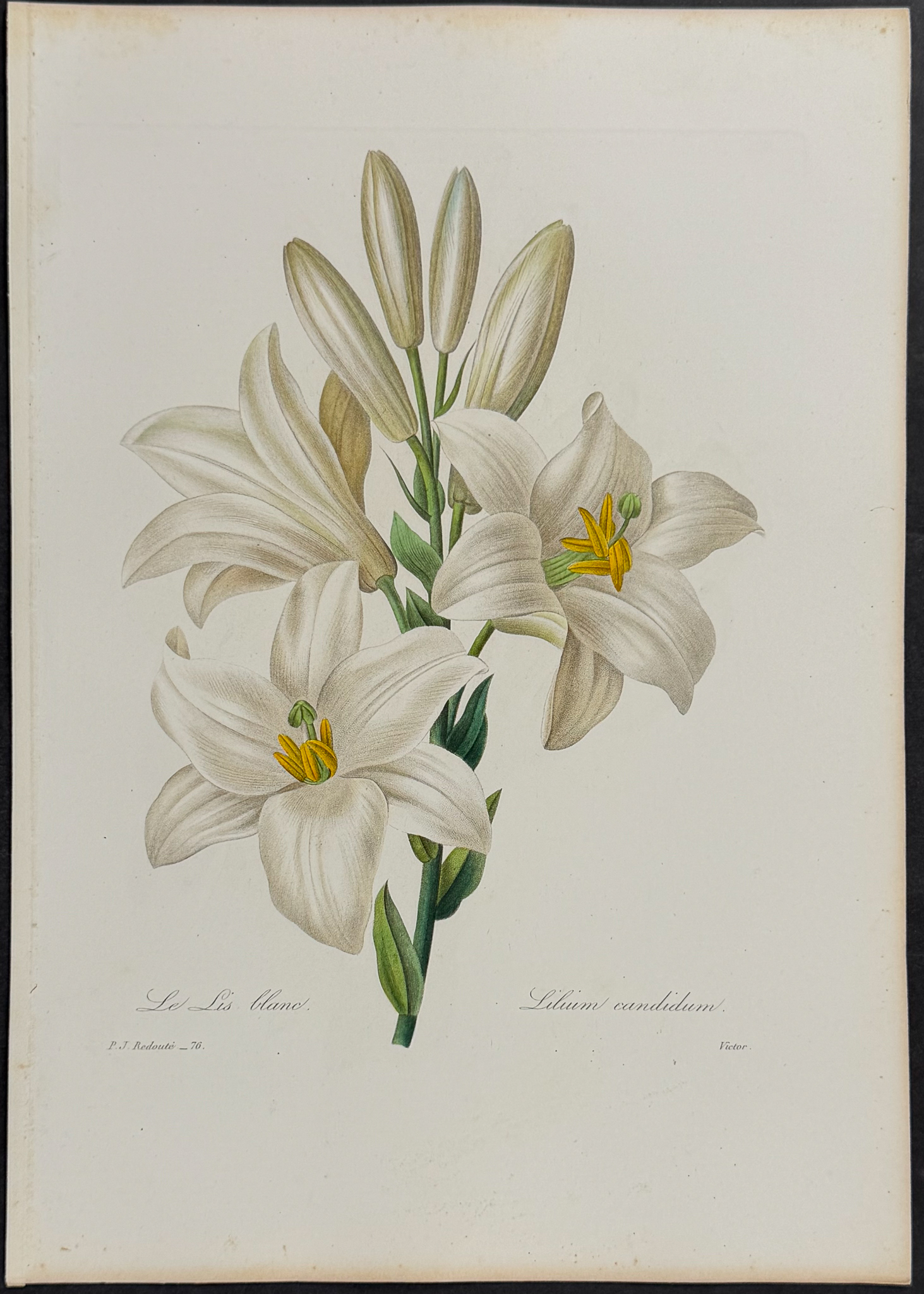 Redoute, Choix - Madonna Lily [Lilium candidum]