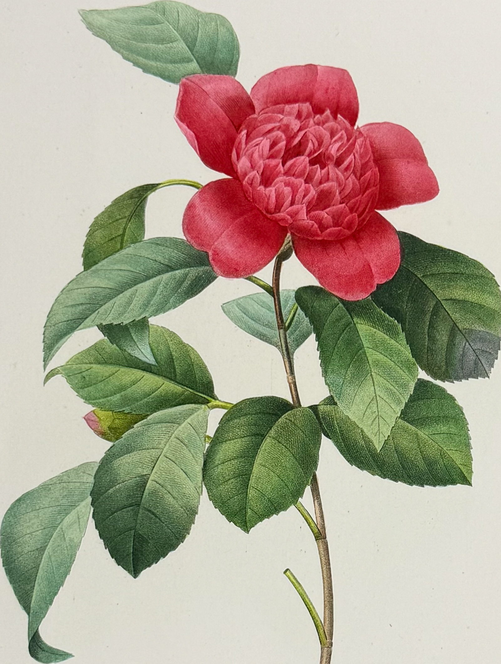 Redoute, Choix - Camellia [Camelia Anemonefolia]