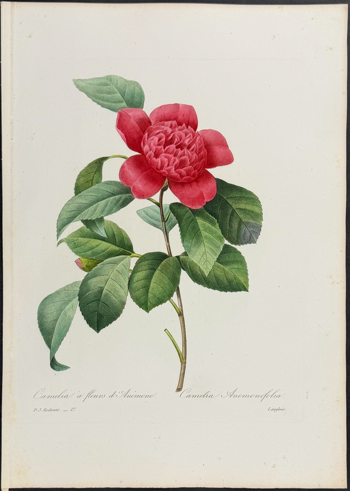 Redoute, Choix - Camellia [Camelia Anemonefolia]