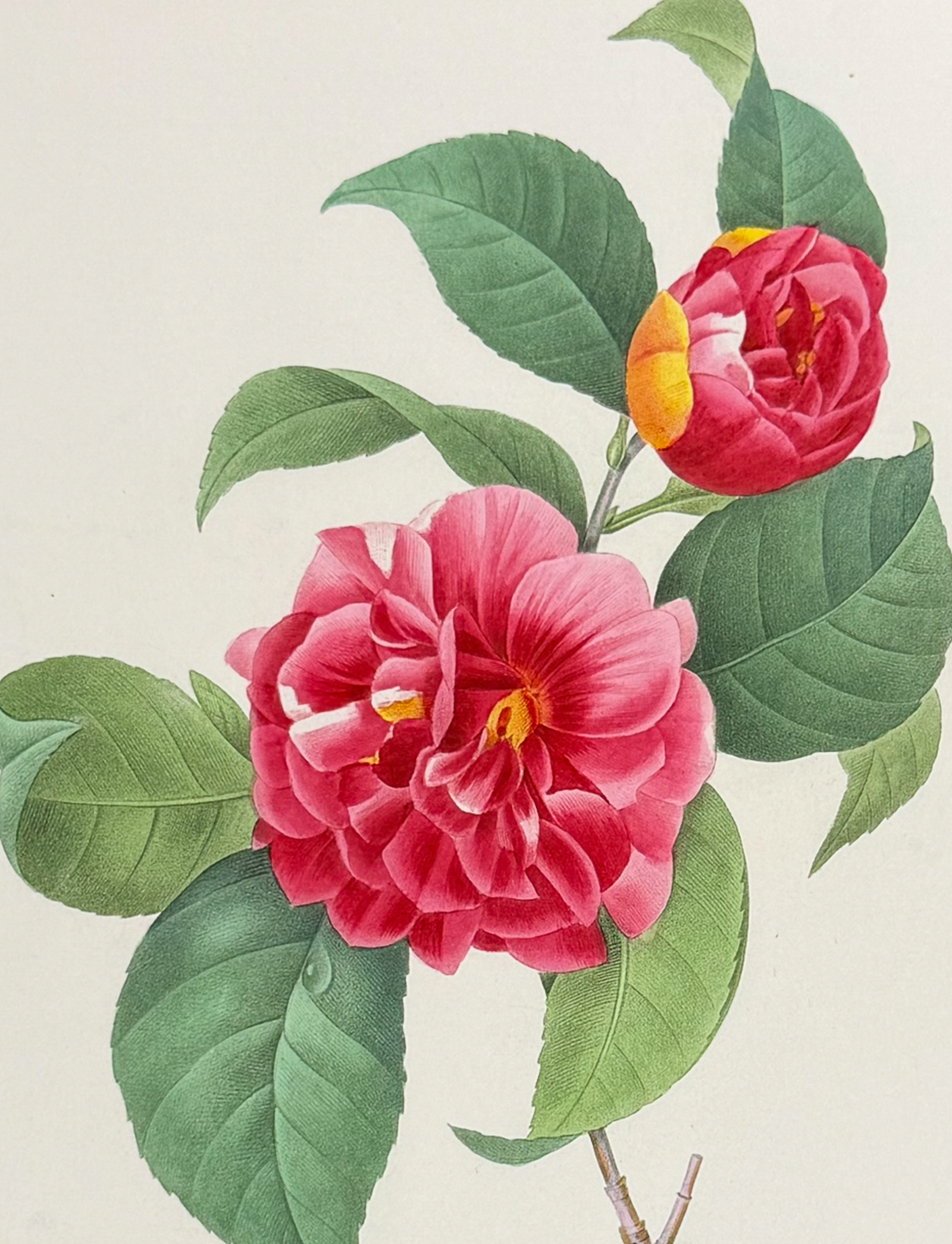 Redoute, Choix - Plumed Camelia [Camelia japonica]