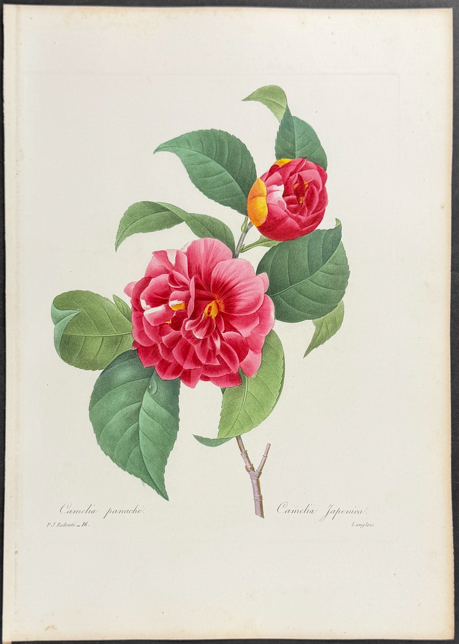 Redoute, Choix - Plumed Camelia [Camelia japonica]