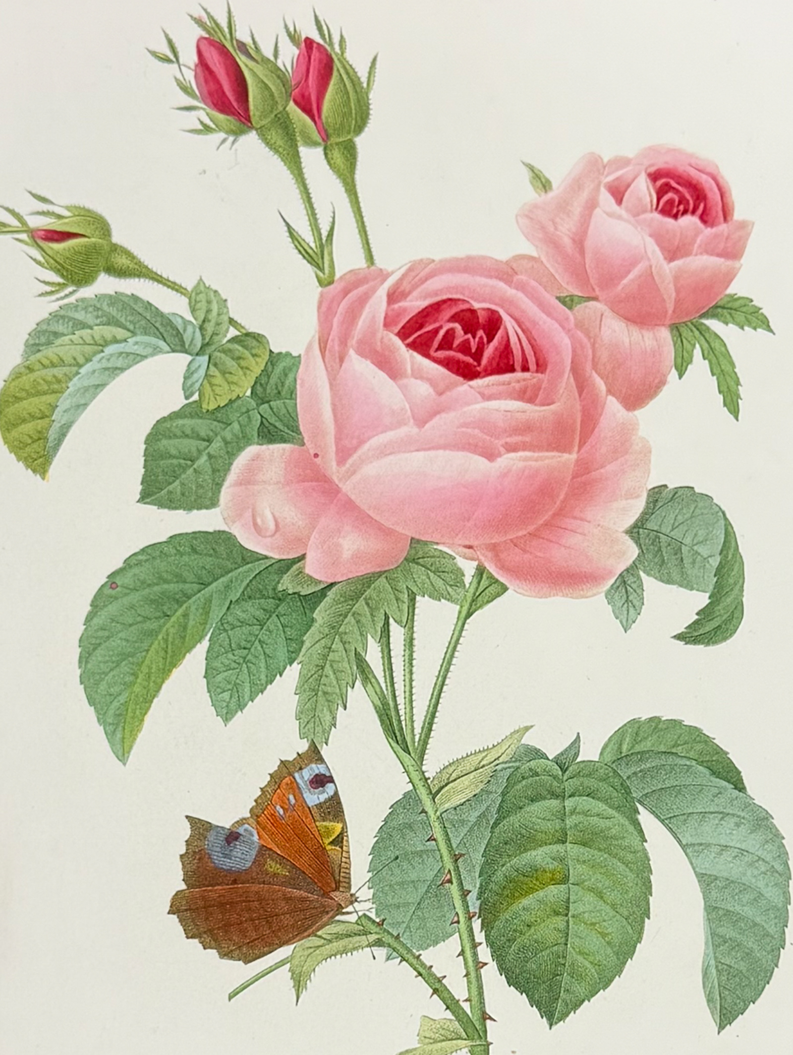 Redoute, Choix - Cabbage Rose [Rosa centifolia]