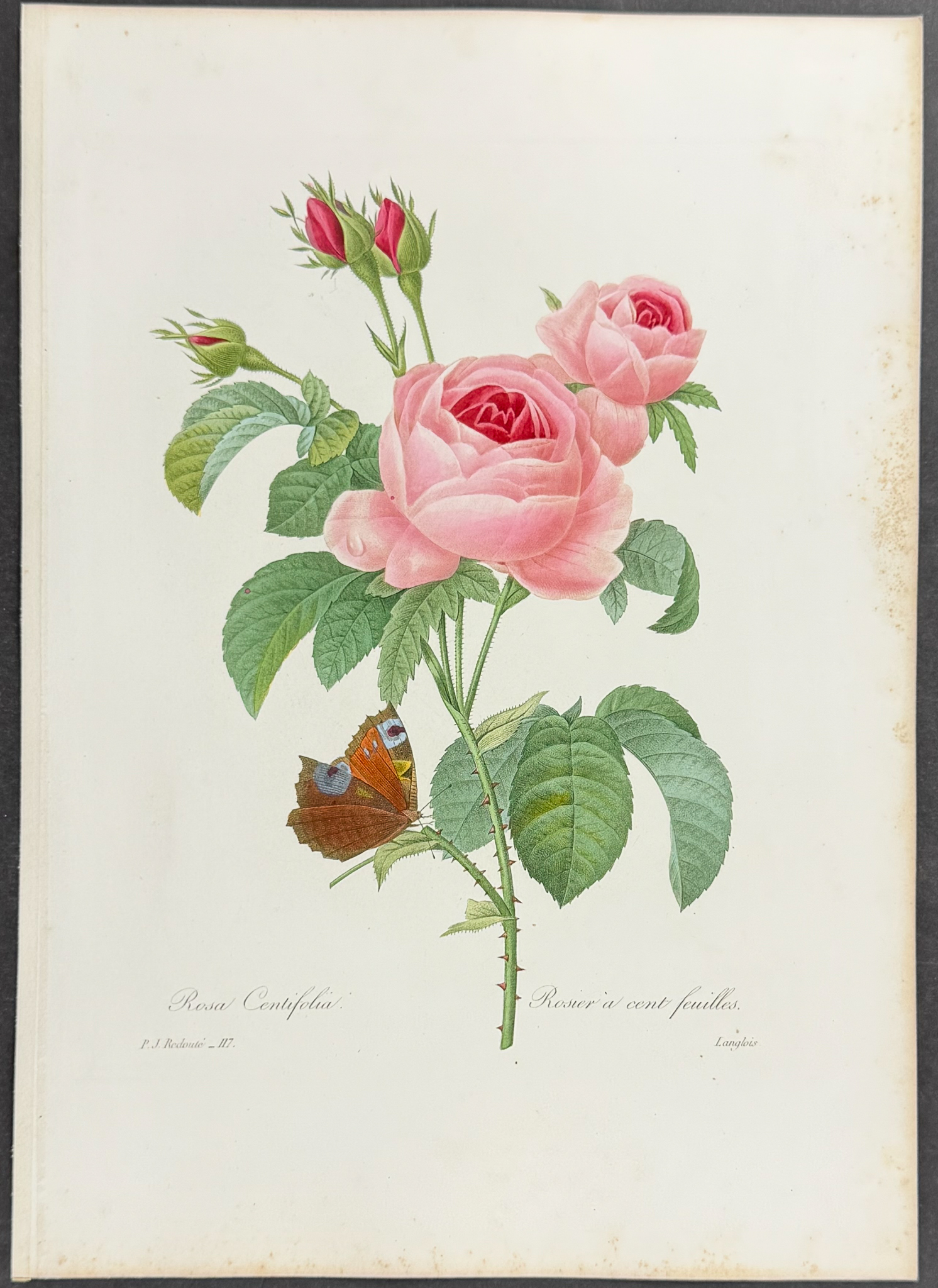 Redoute, Choix - Cabbage Rose [Rosa centifolia]