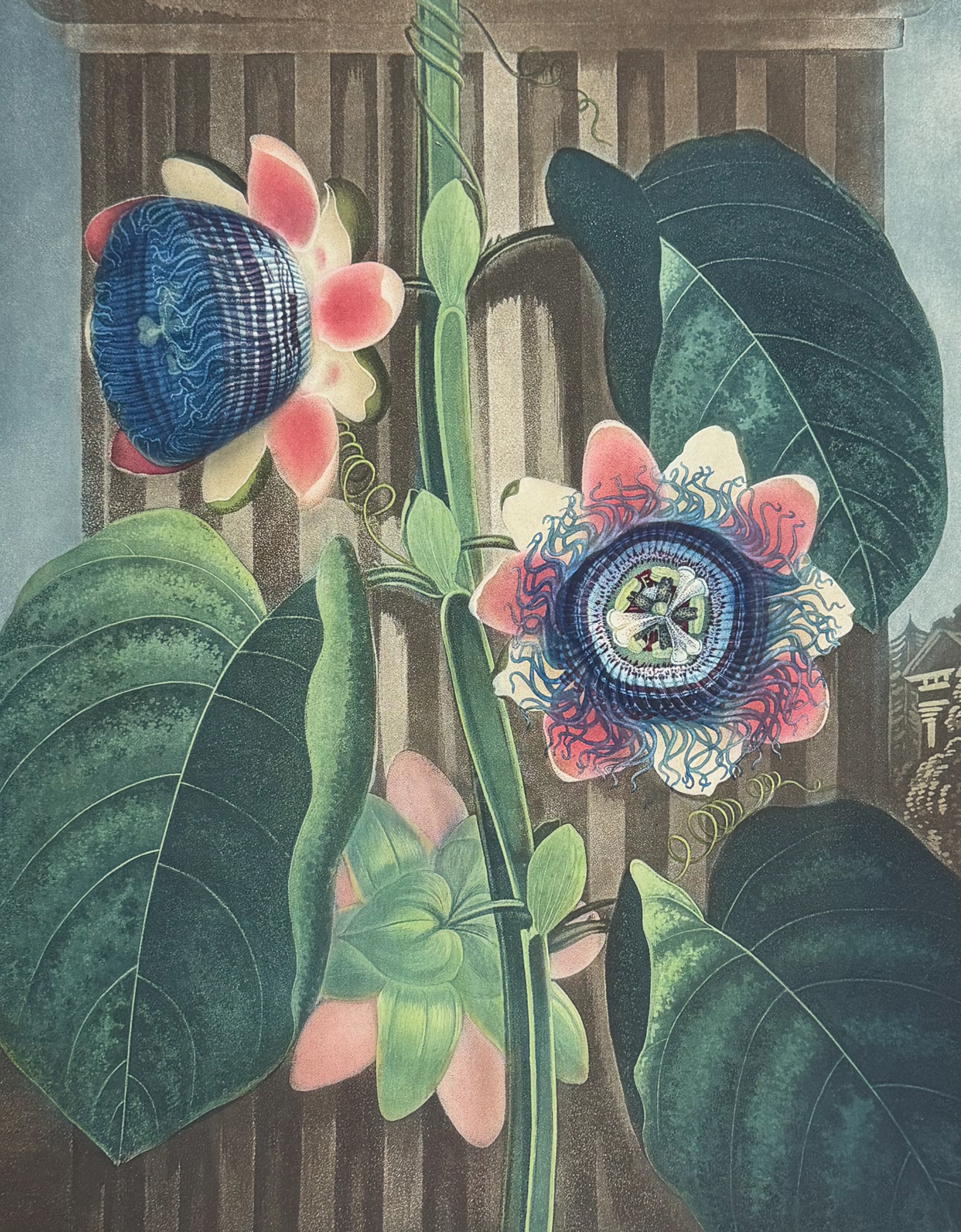 Thornton, Folio - The Quadrangular Passion-Flower