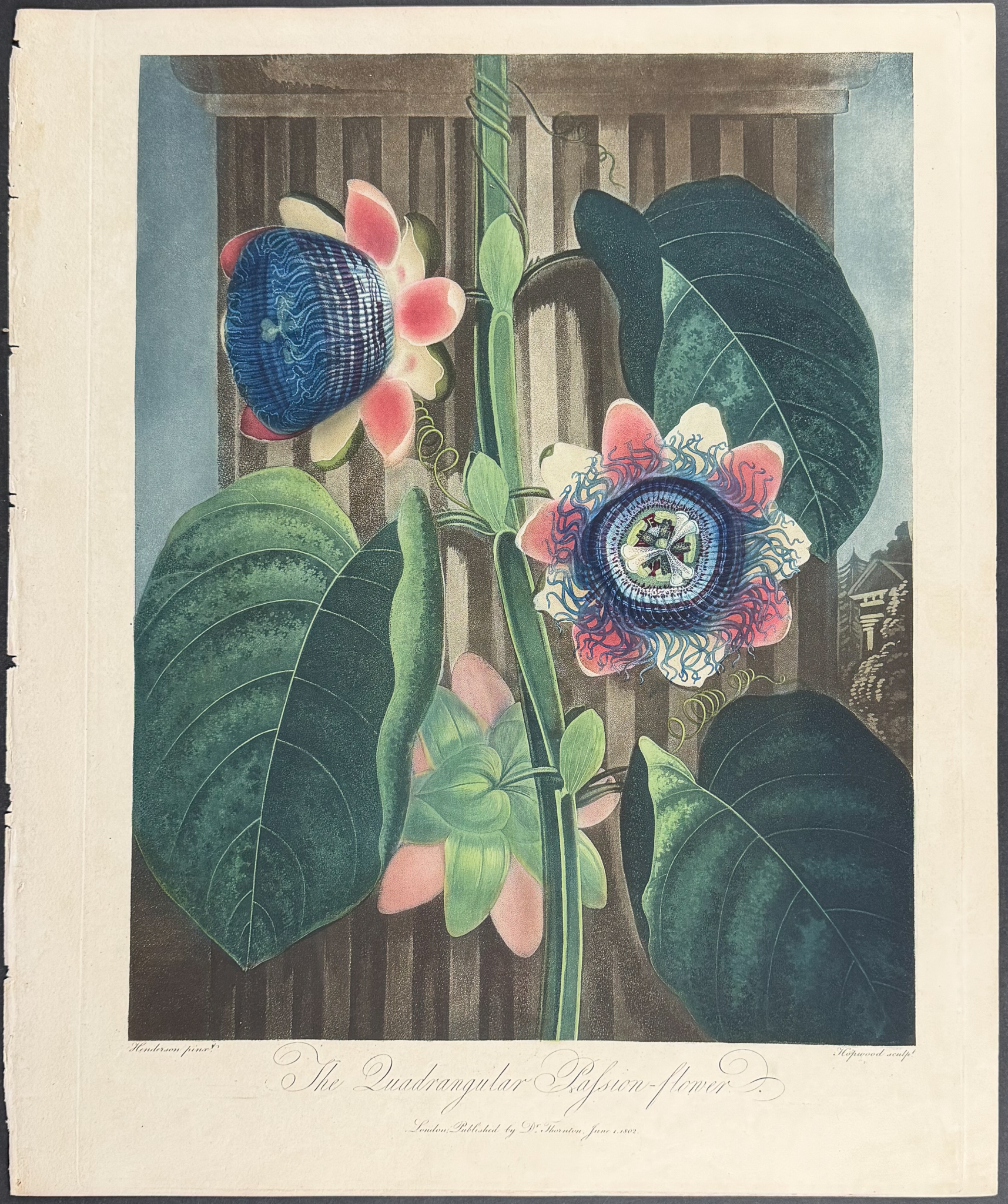 Thornton, Folio - The Quadrangular Passion-Flower
