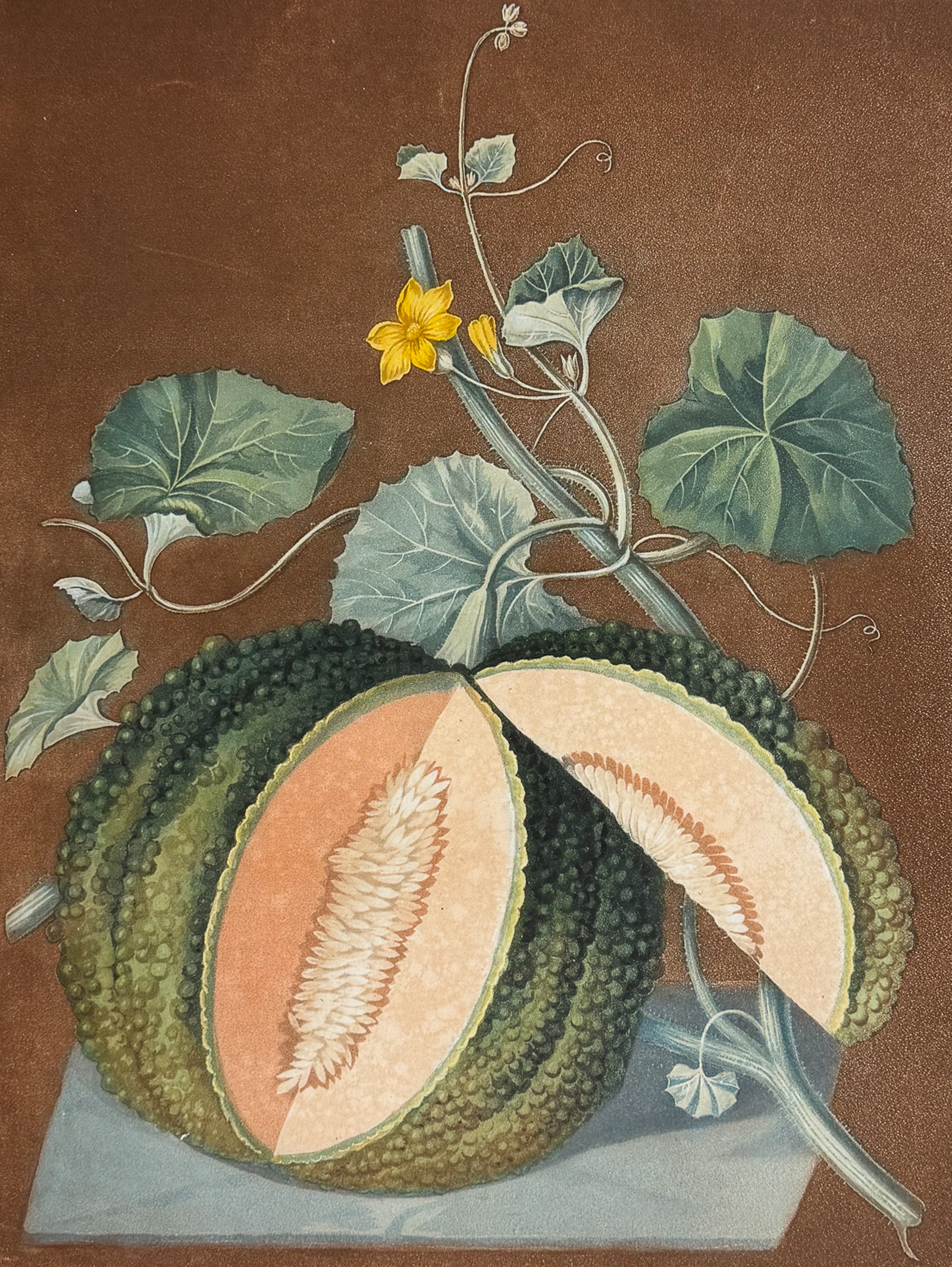 Brookshaw, Folio - White Seed'd Rock Melon