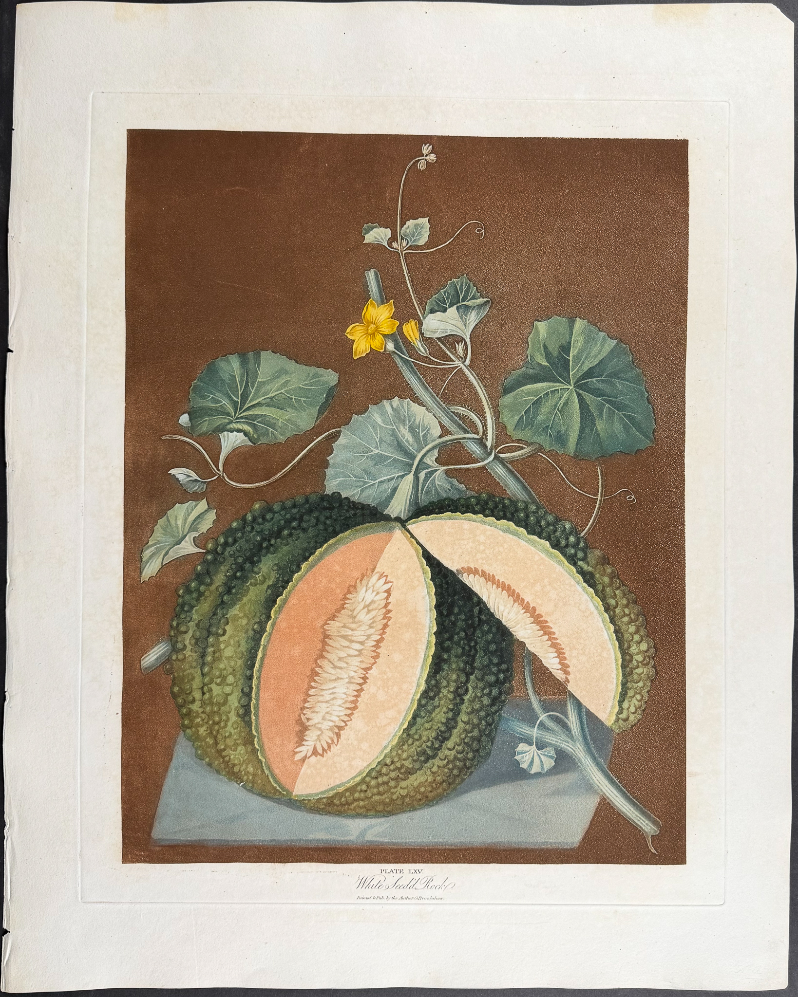 Brookshaw, Folio - White Seed'd Rock Melon