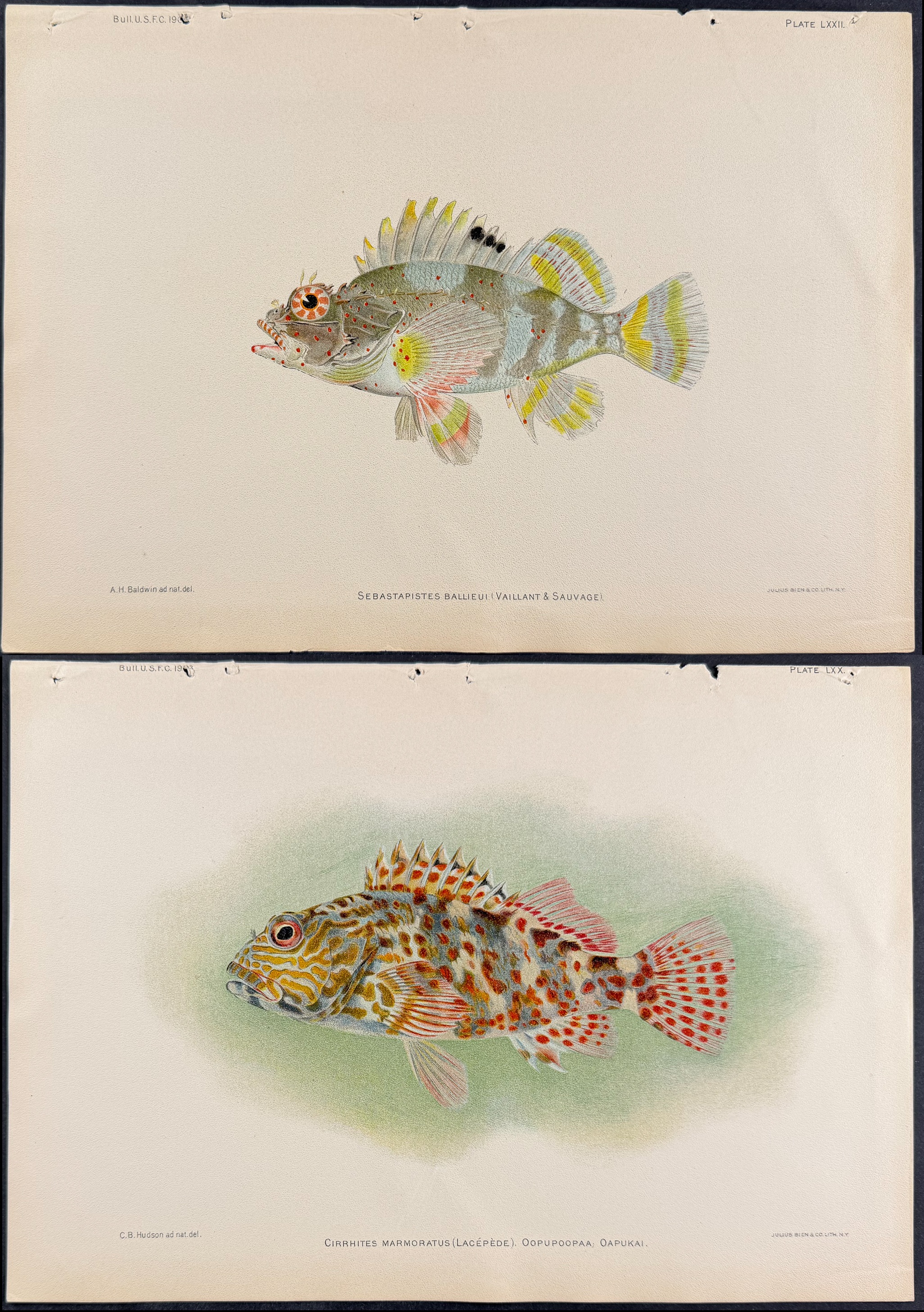 Bien, Hawaii - 4 Fish Prints