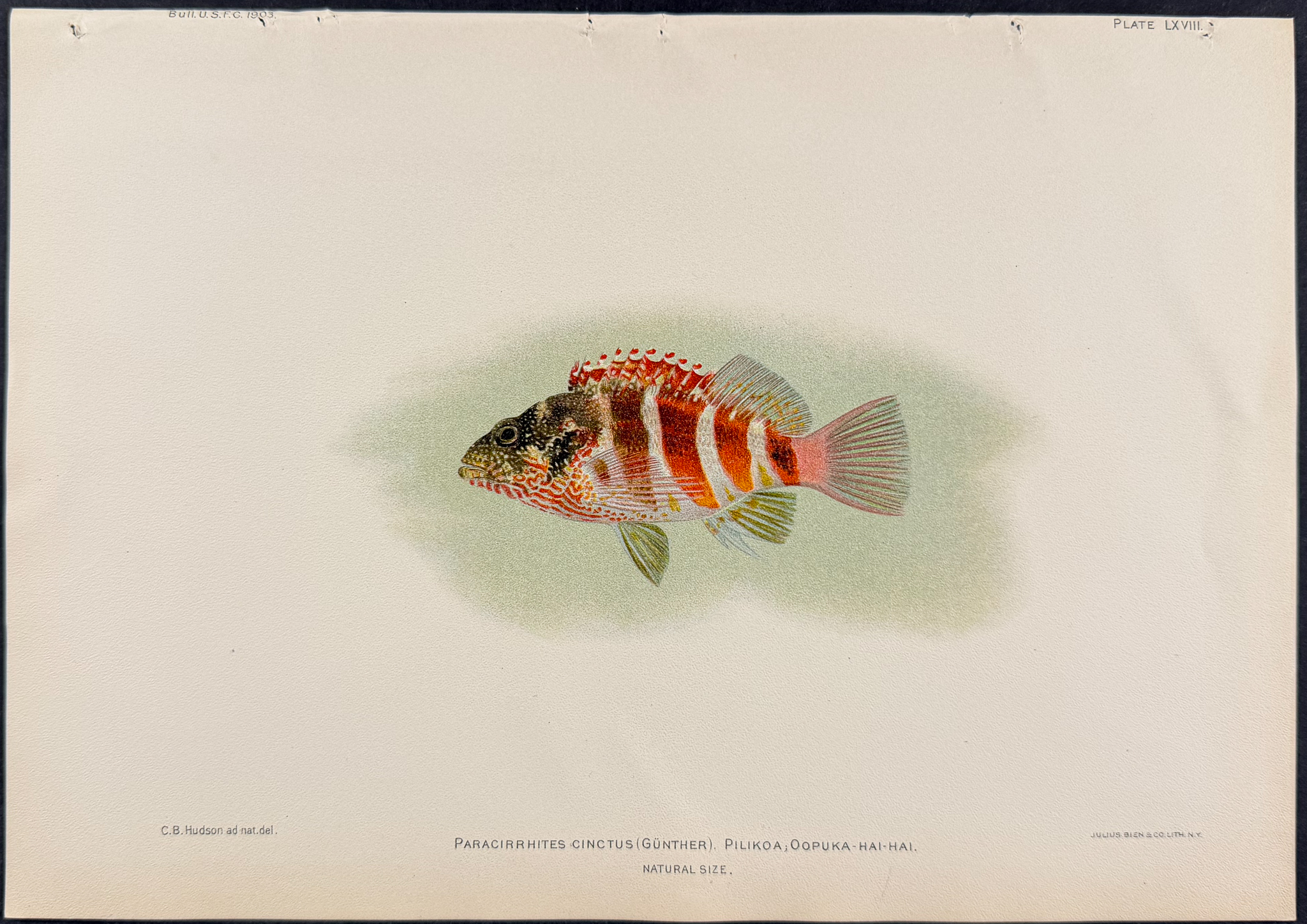 Bien, Hawaii - 4 Fish Prints