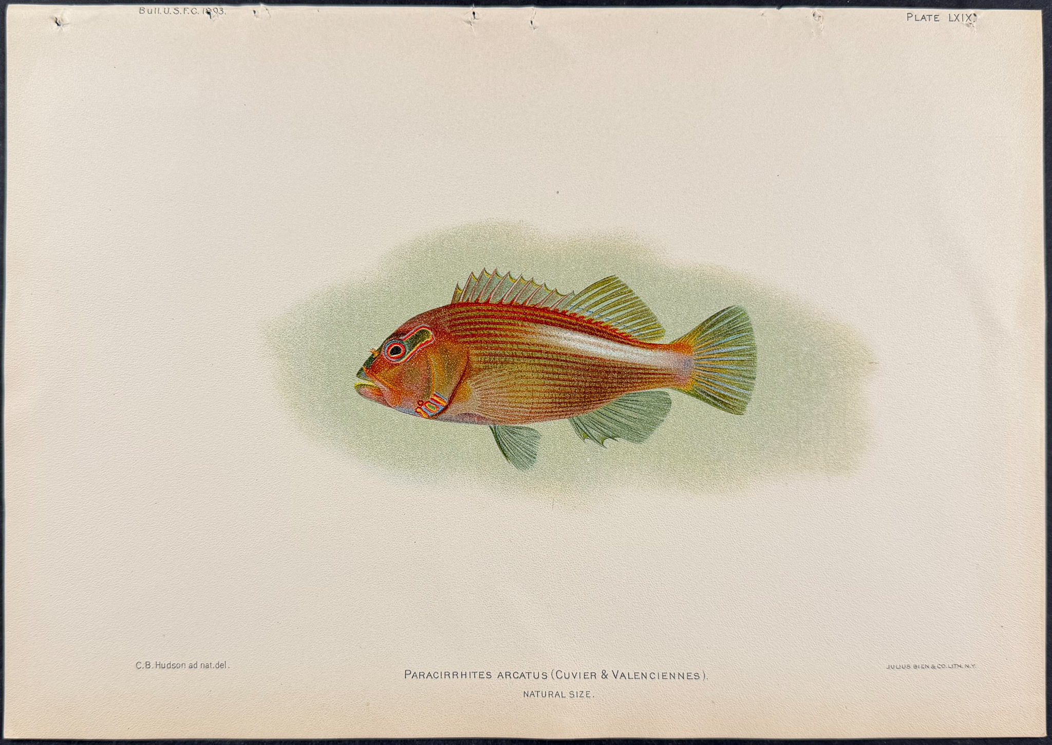 Bien, Hawaii - 4 Fish Prints