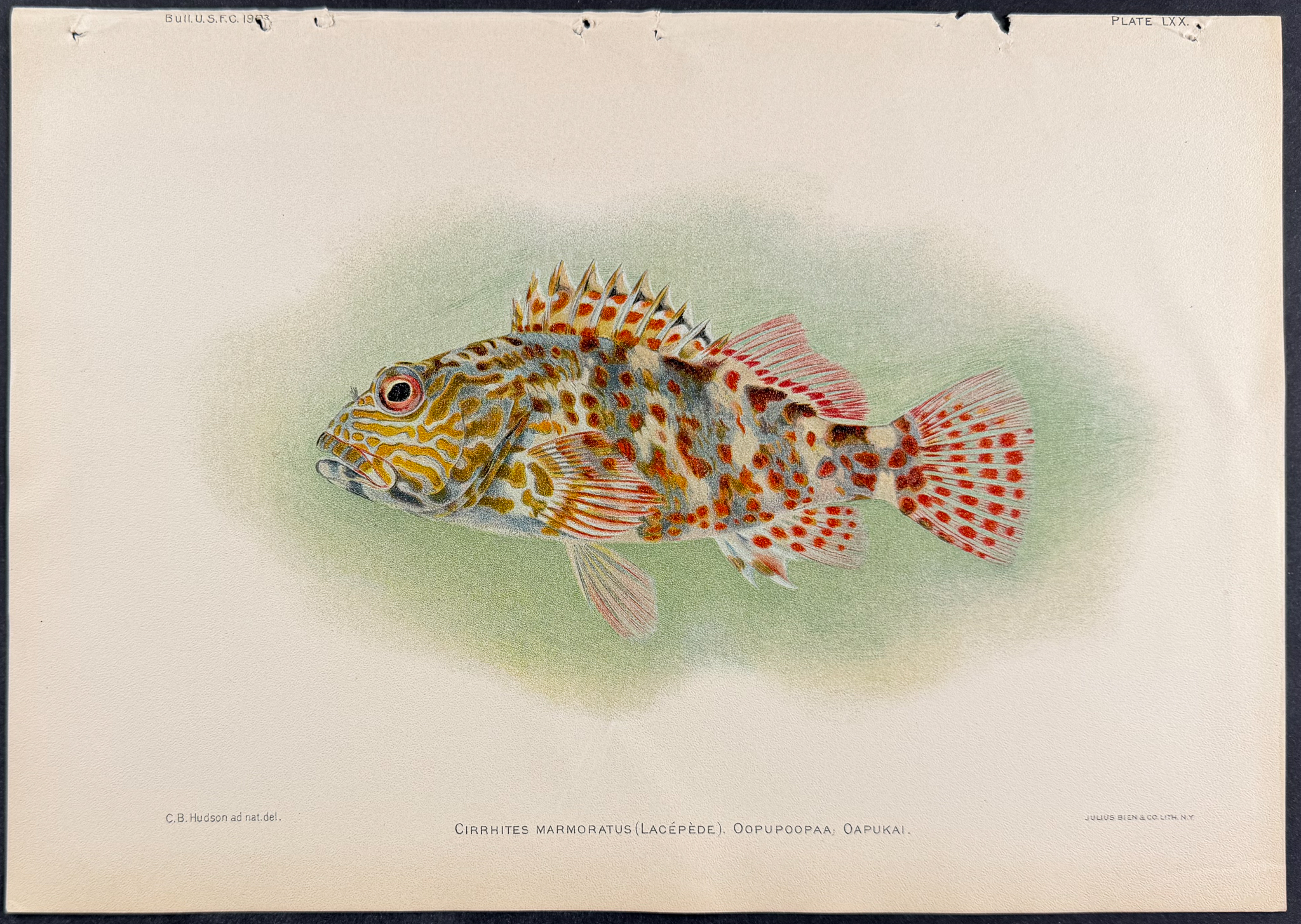 Bien, Hawaii - 4 Fish Prints