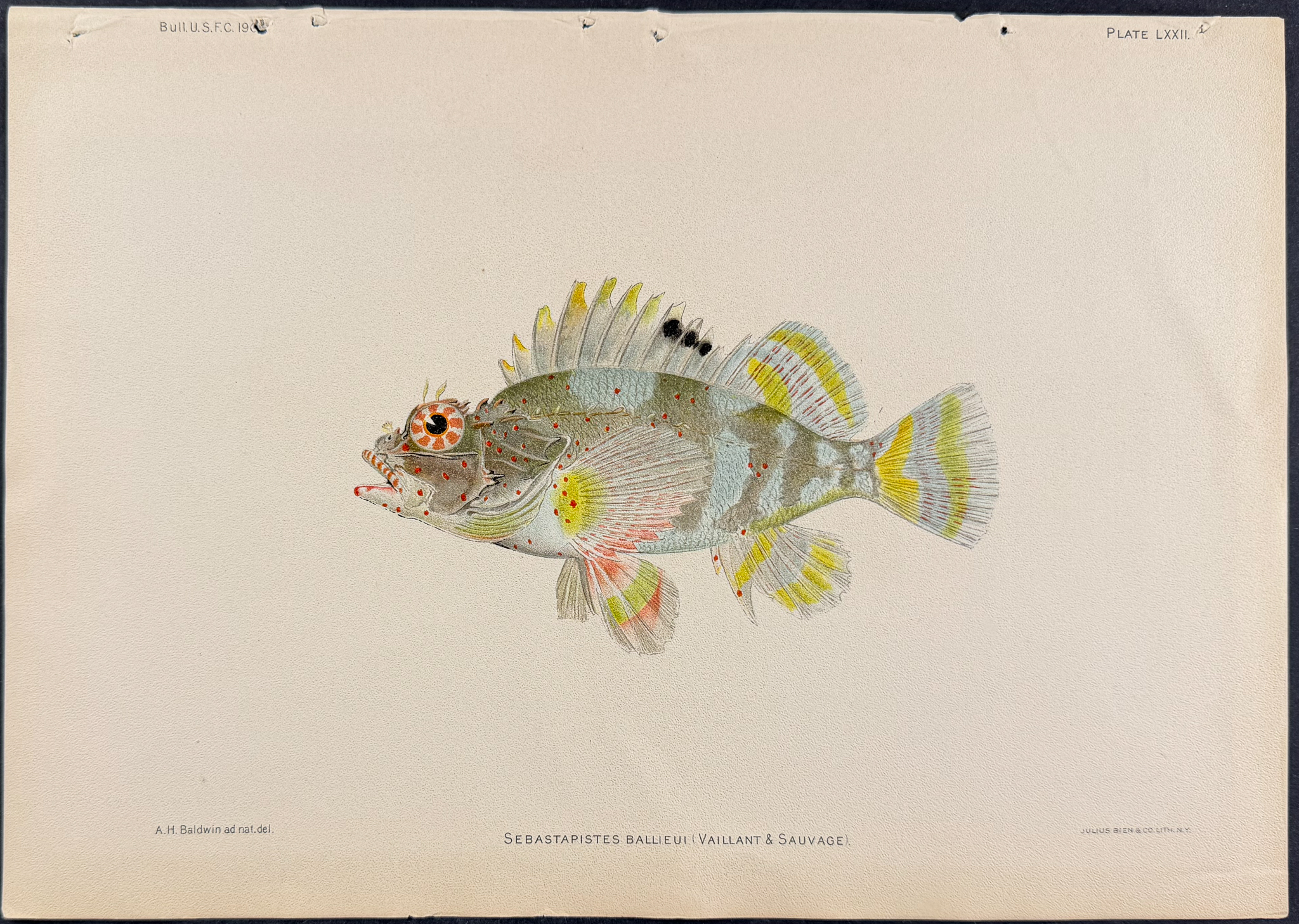 Bien, Hawaii - 4 Fish Prints