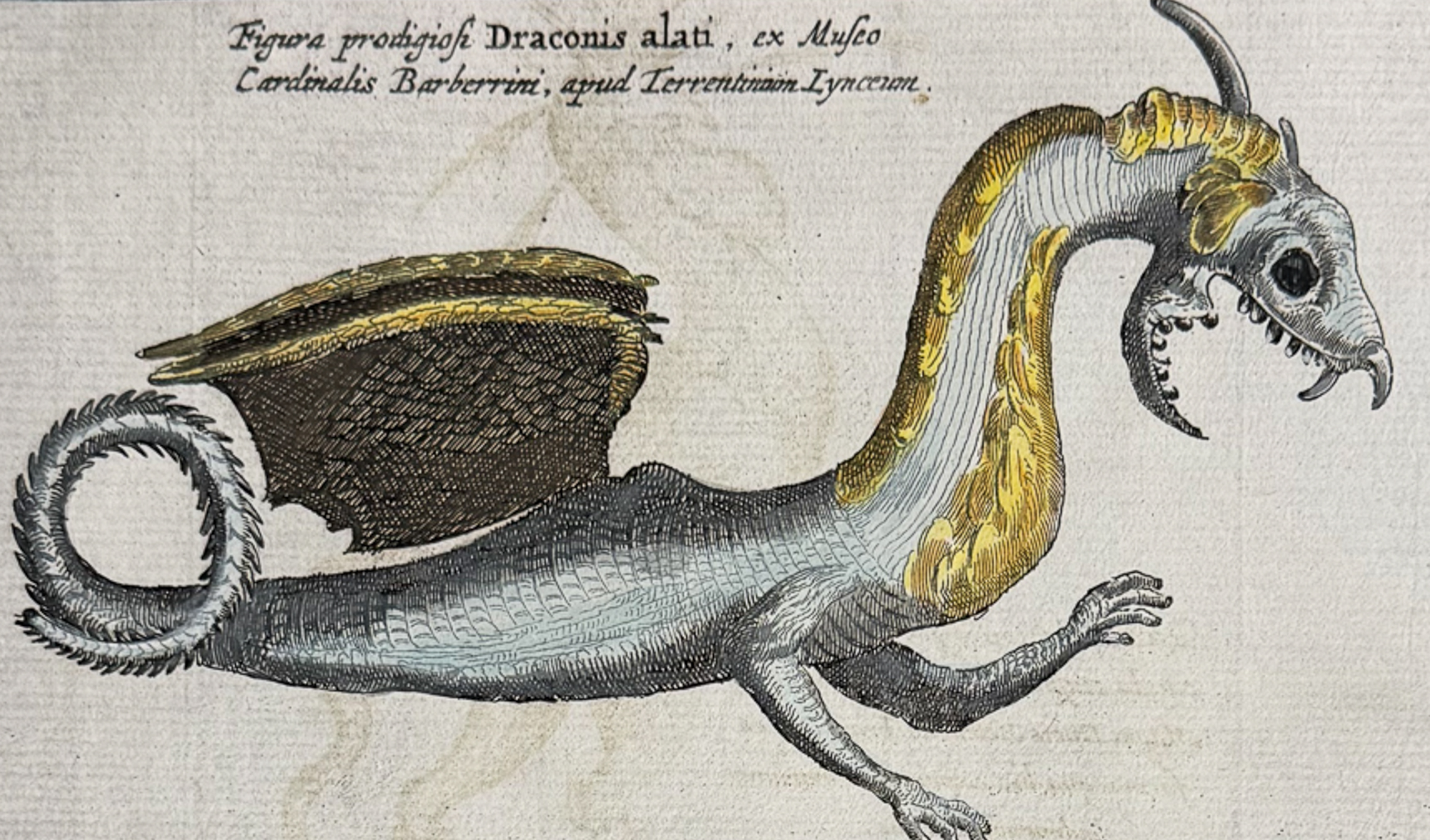 Kircher, pub. 1682 - Dragons