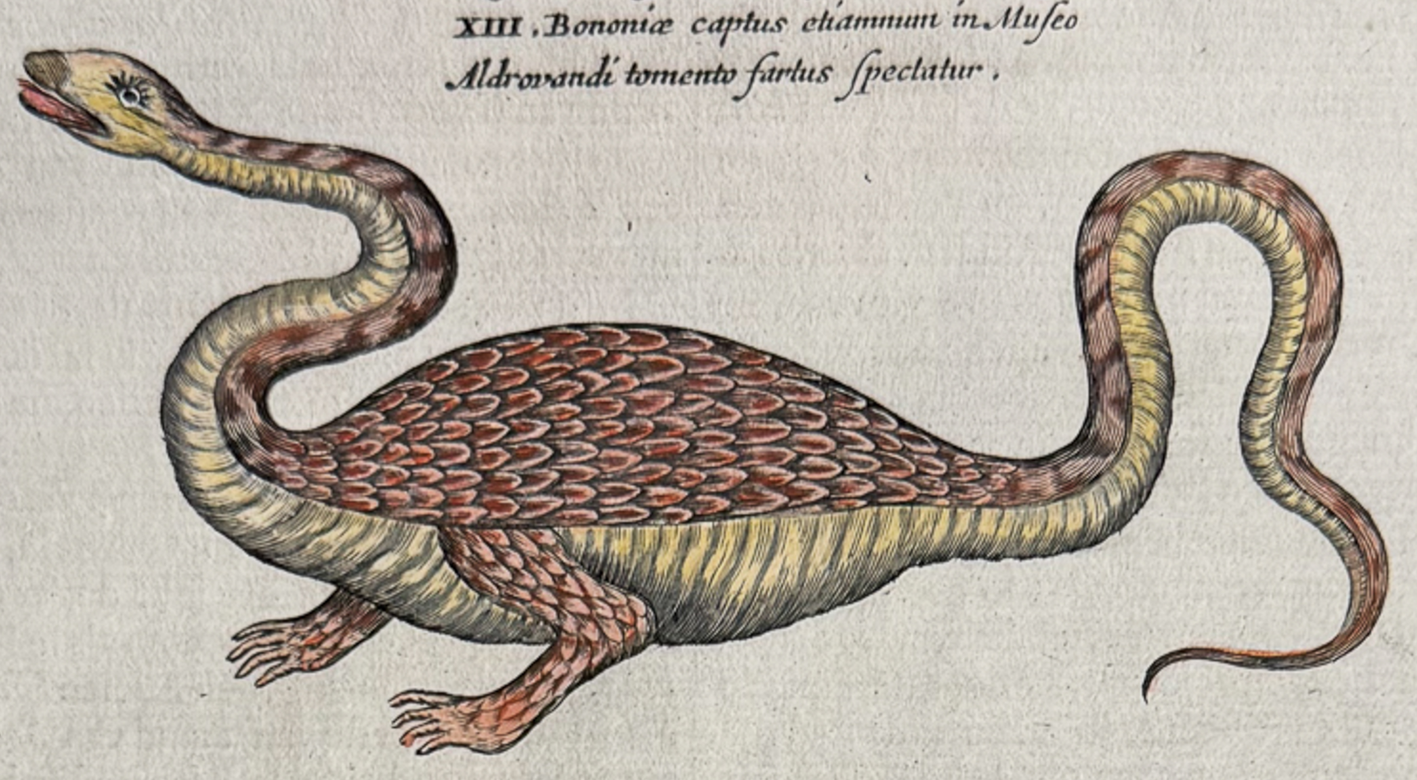 Kircher, pub. 1682 - Dragons