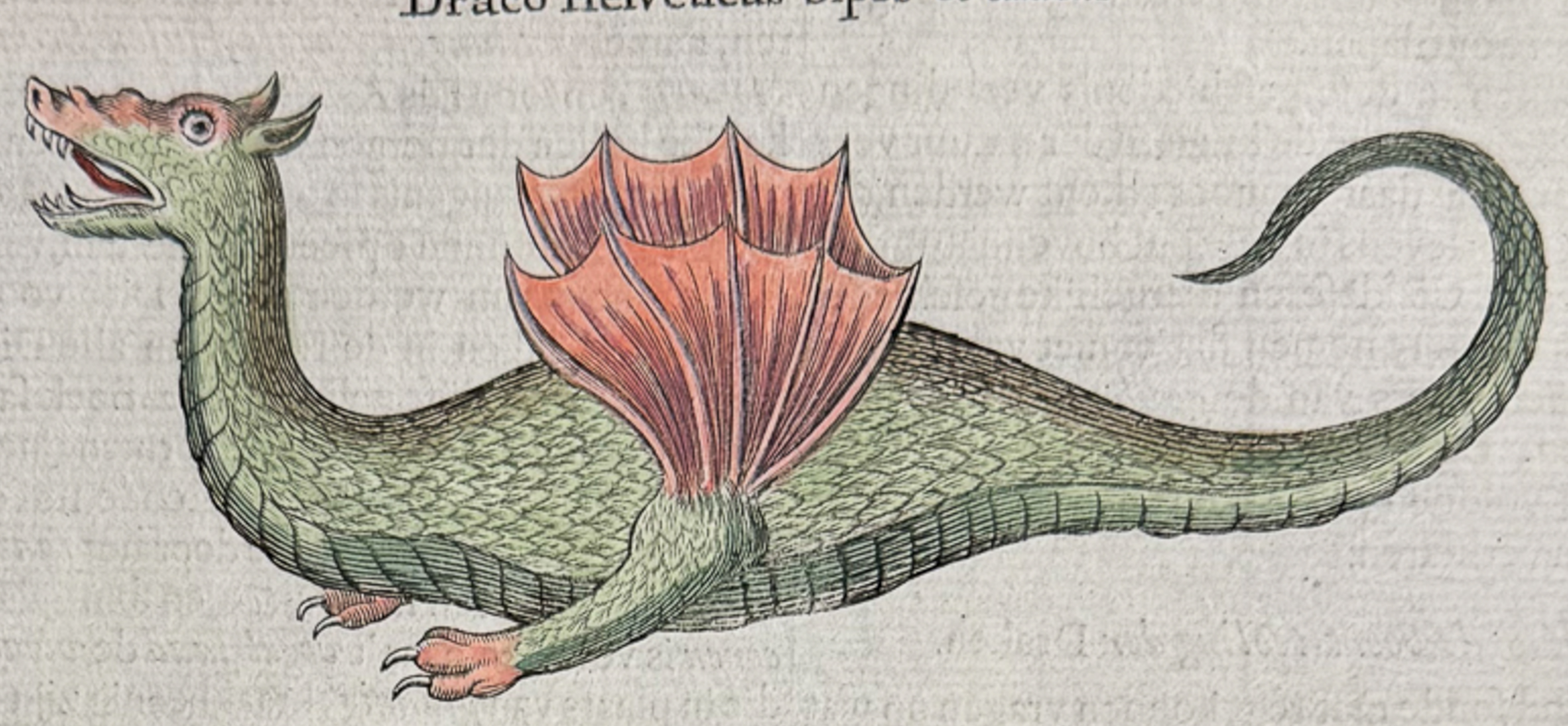 Kircher, pub. 1682 - Dragons