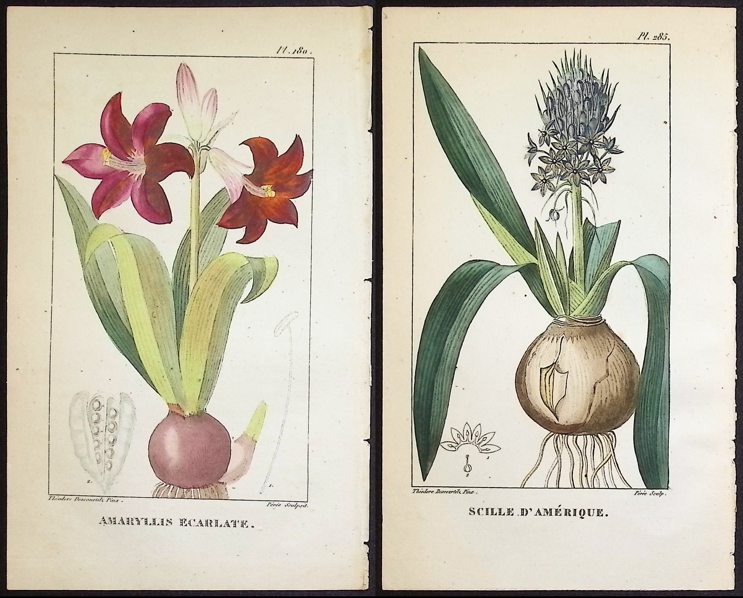 Descourtilz - 12 Botanical Engravings