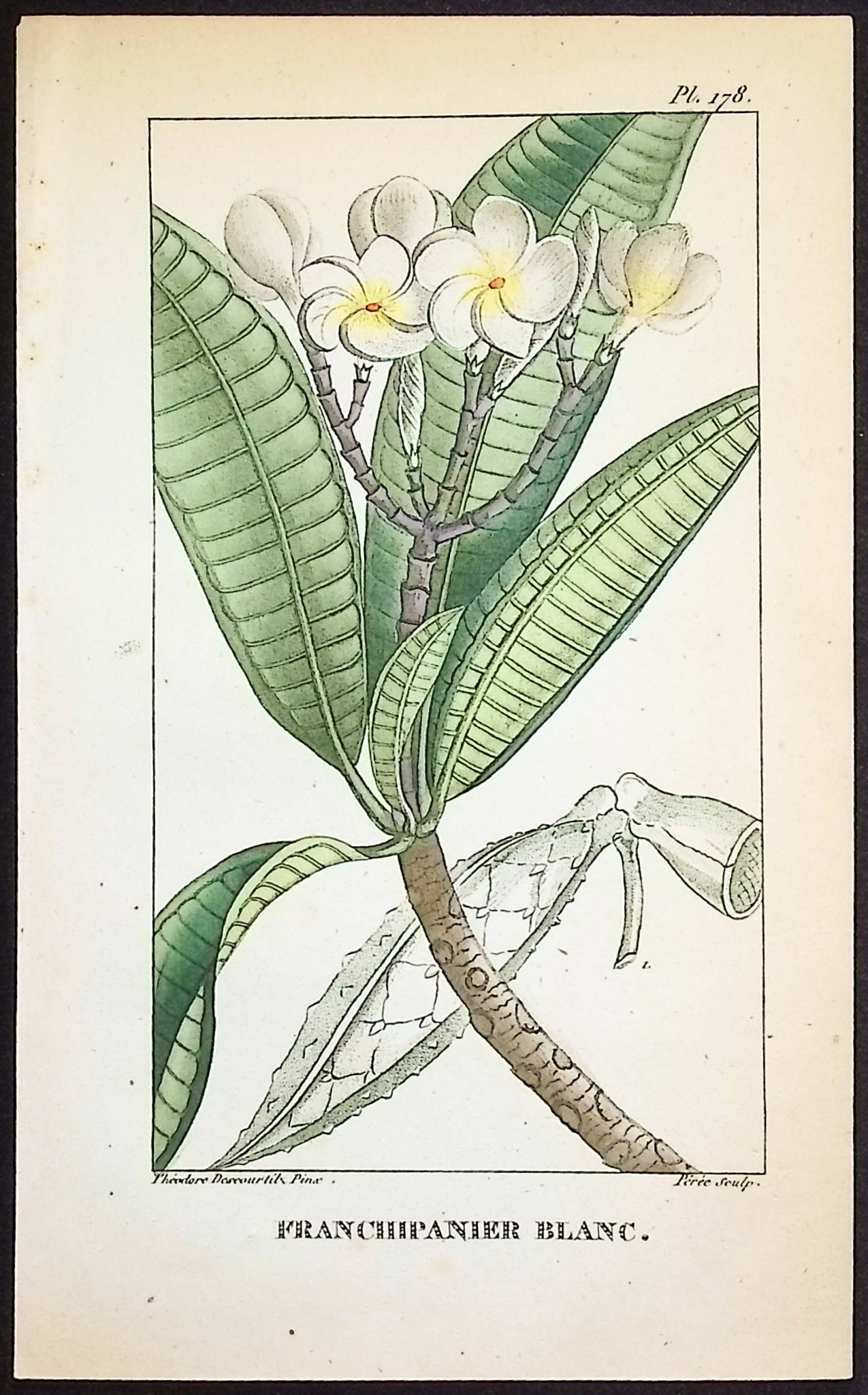Descourtilz - 12 Botanical Engravings