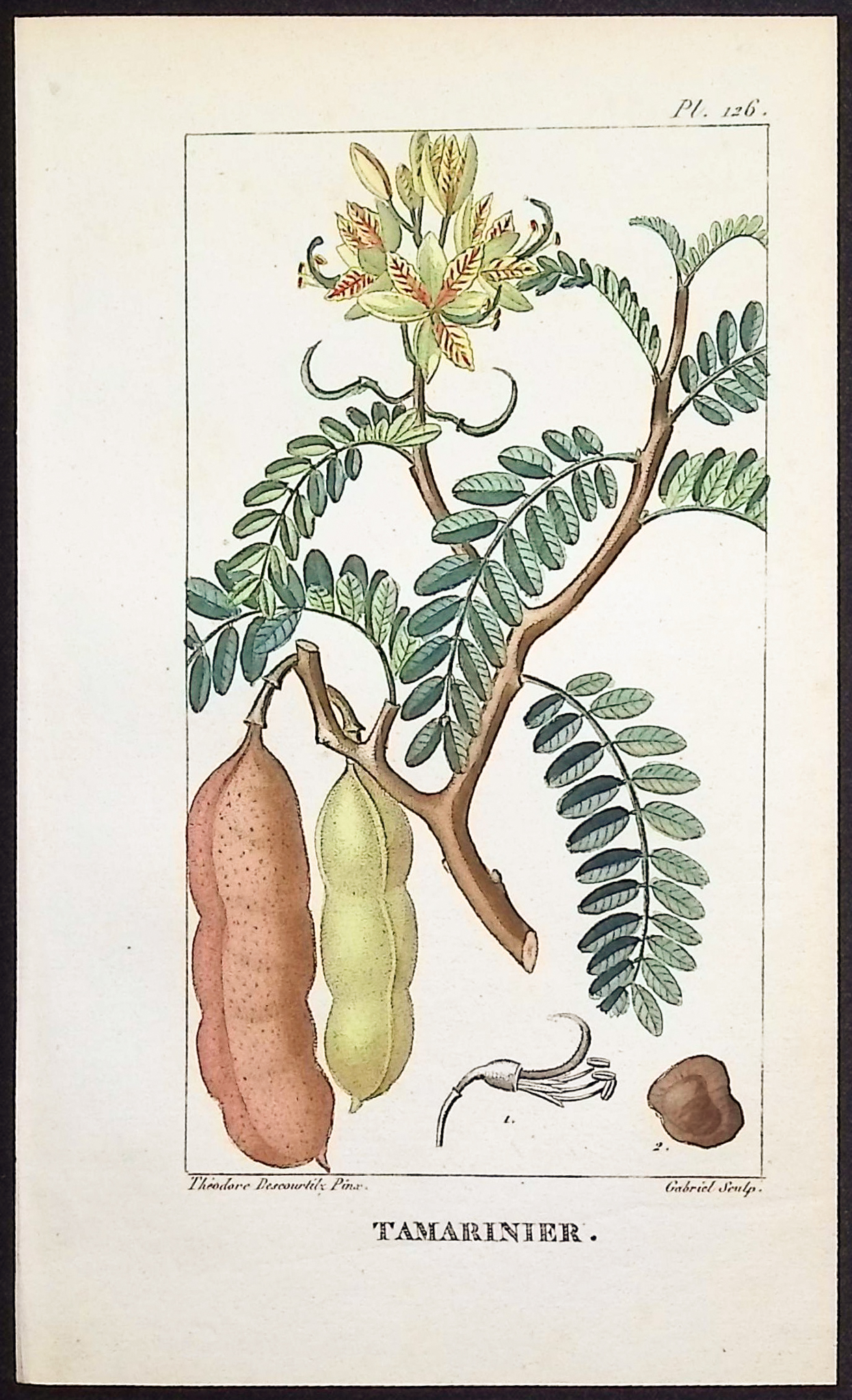 Descourtilz - 12 Botanical Engravings