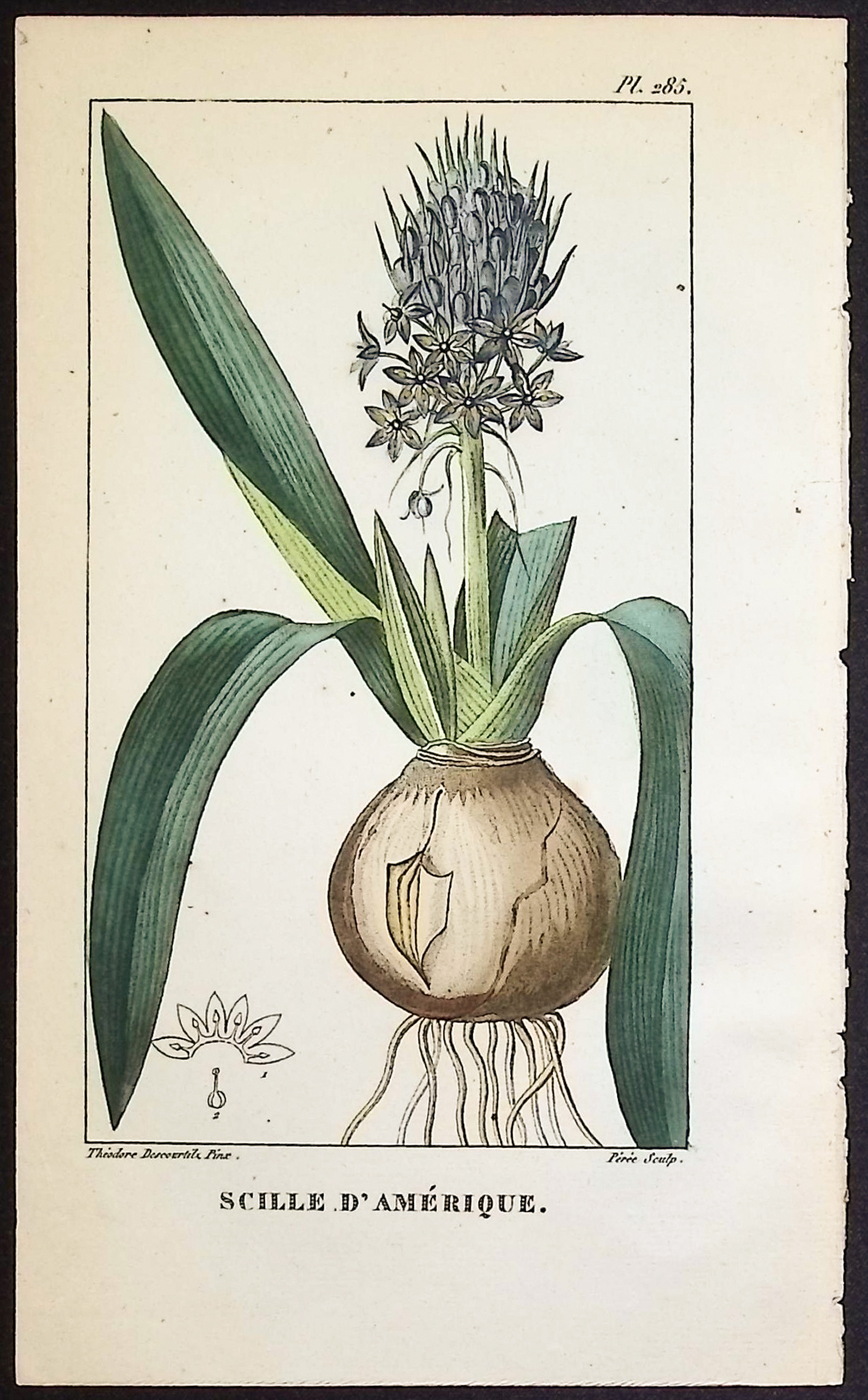 Descourtilz - 12 Botanical Engravings