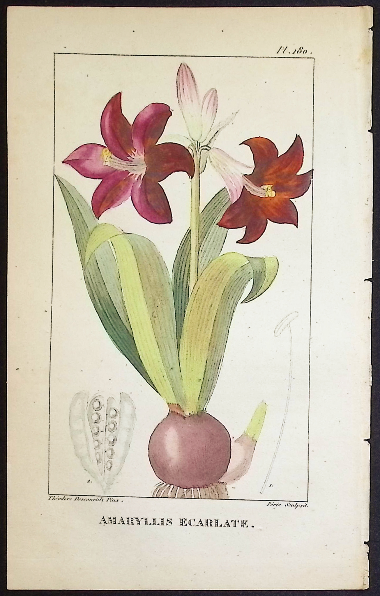 Descourtilz - 12 Botanical Engravings