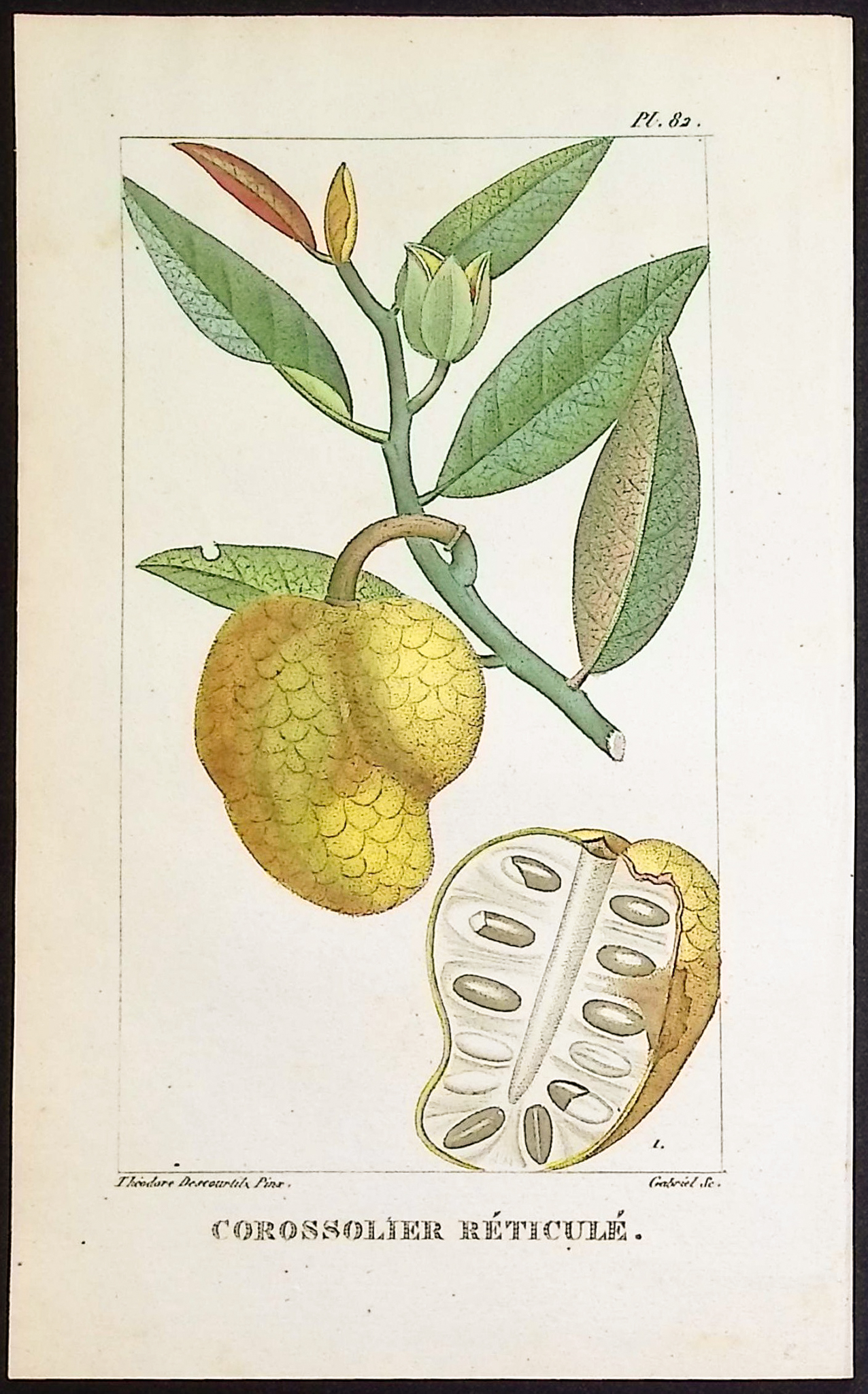 Descourtilz - 12 Botanical Engravings