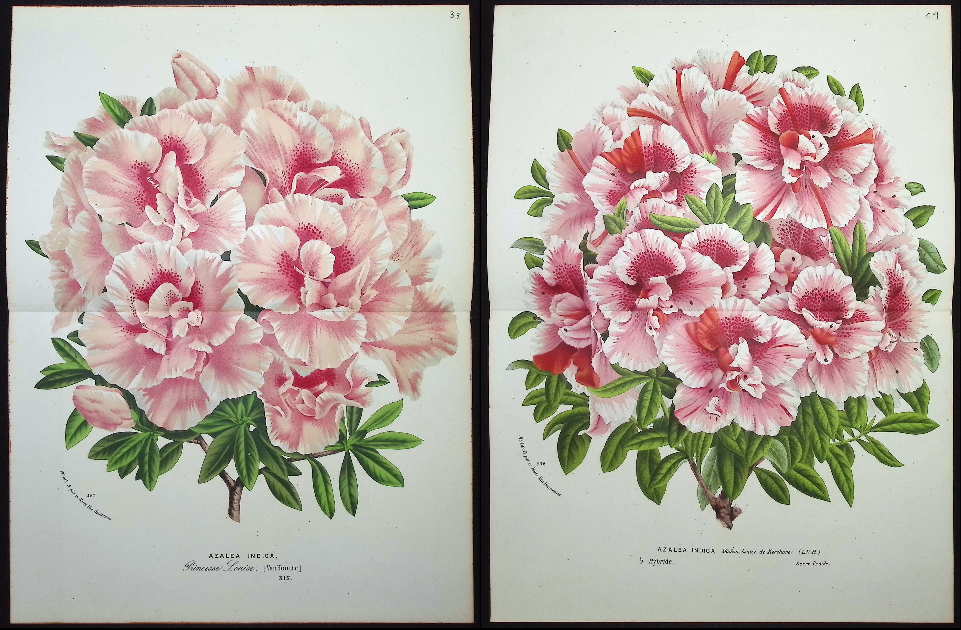 Van Houtte - 5 Azalea Prints