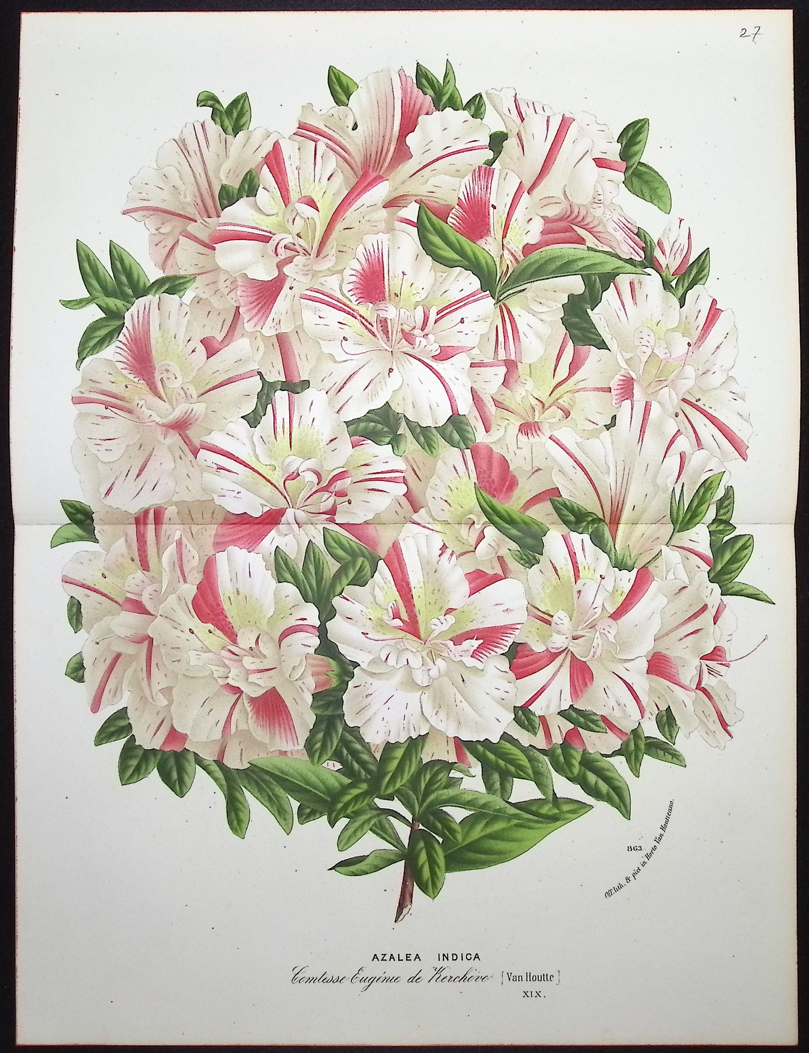 Van Houtte - 5 Azalea Prints
