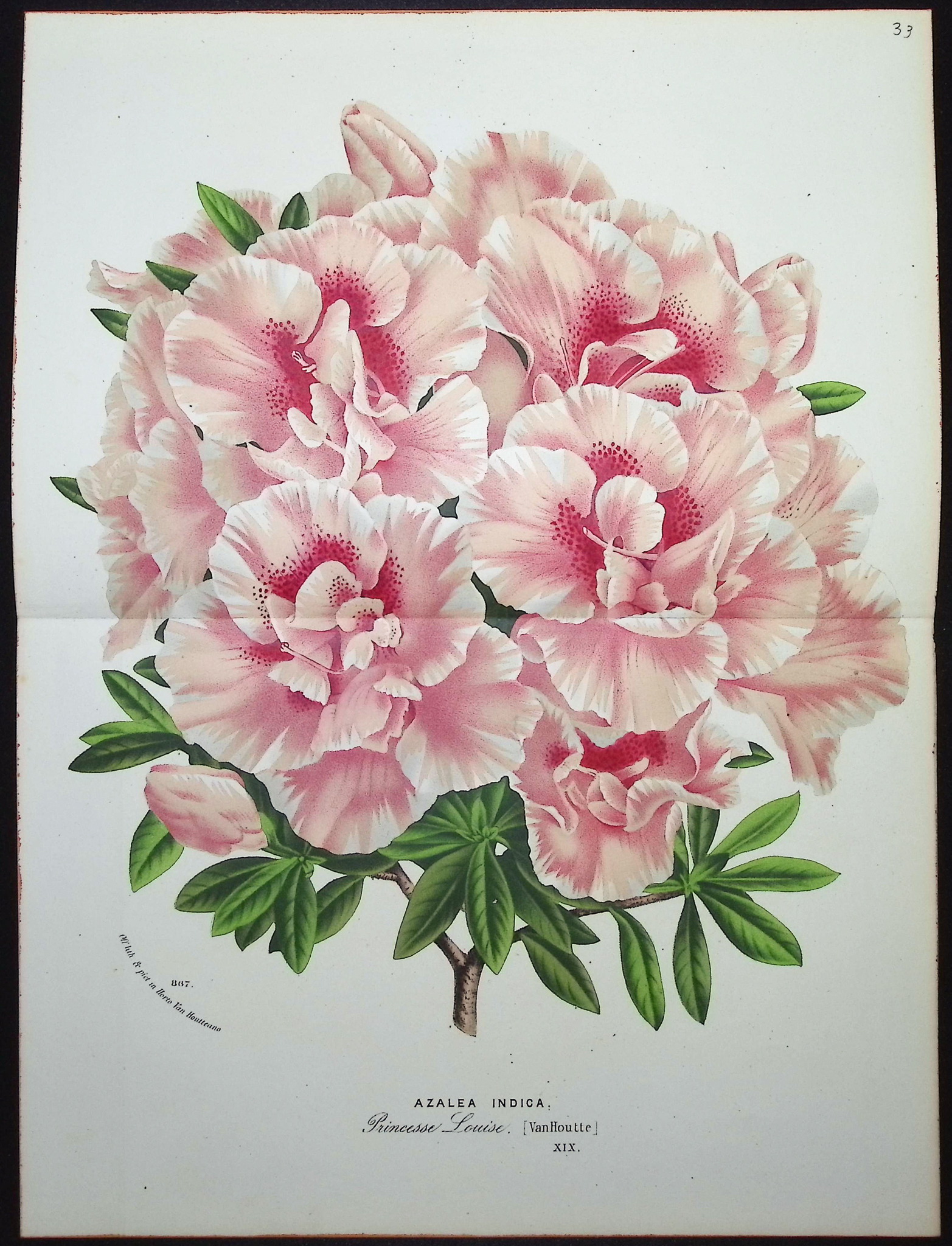 Van Houtte - 5 Azalea Prints