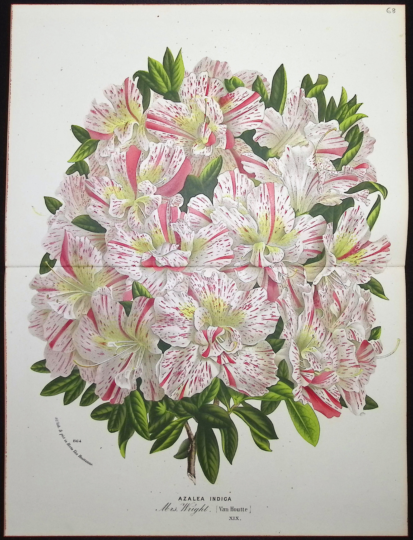 Van Houtte - 5 Azalea Prints