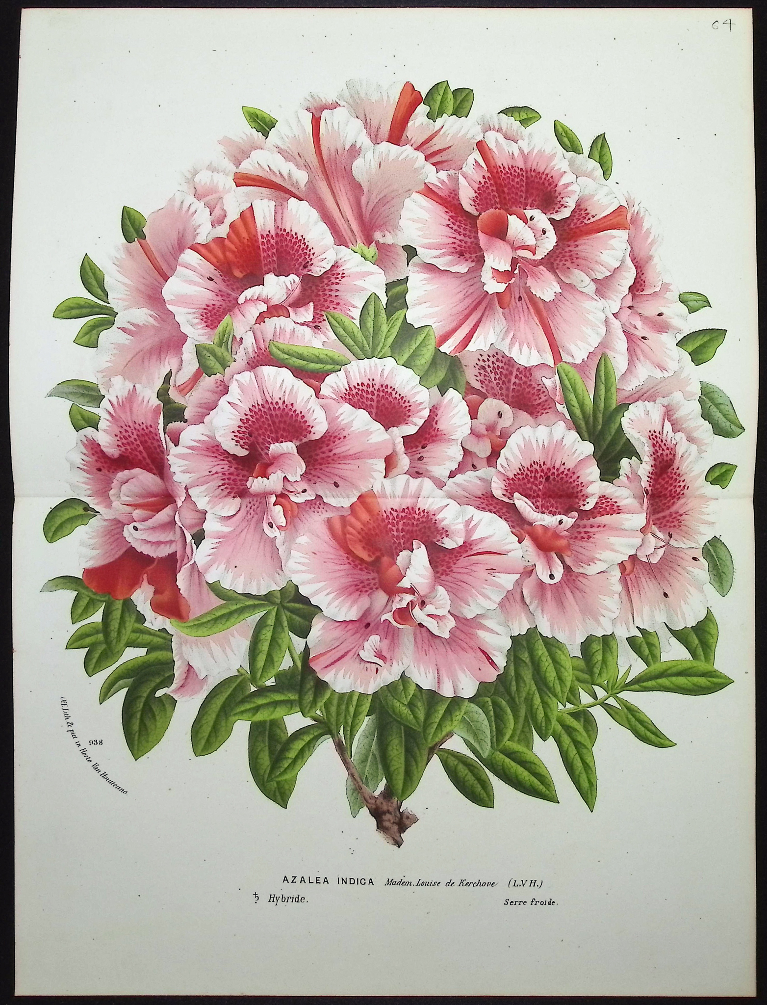 Van Houtte - 5 Azalea Prints