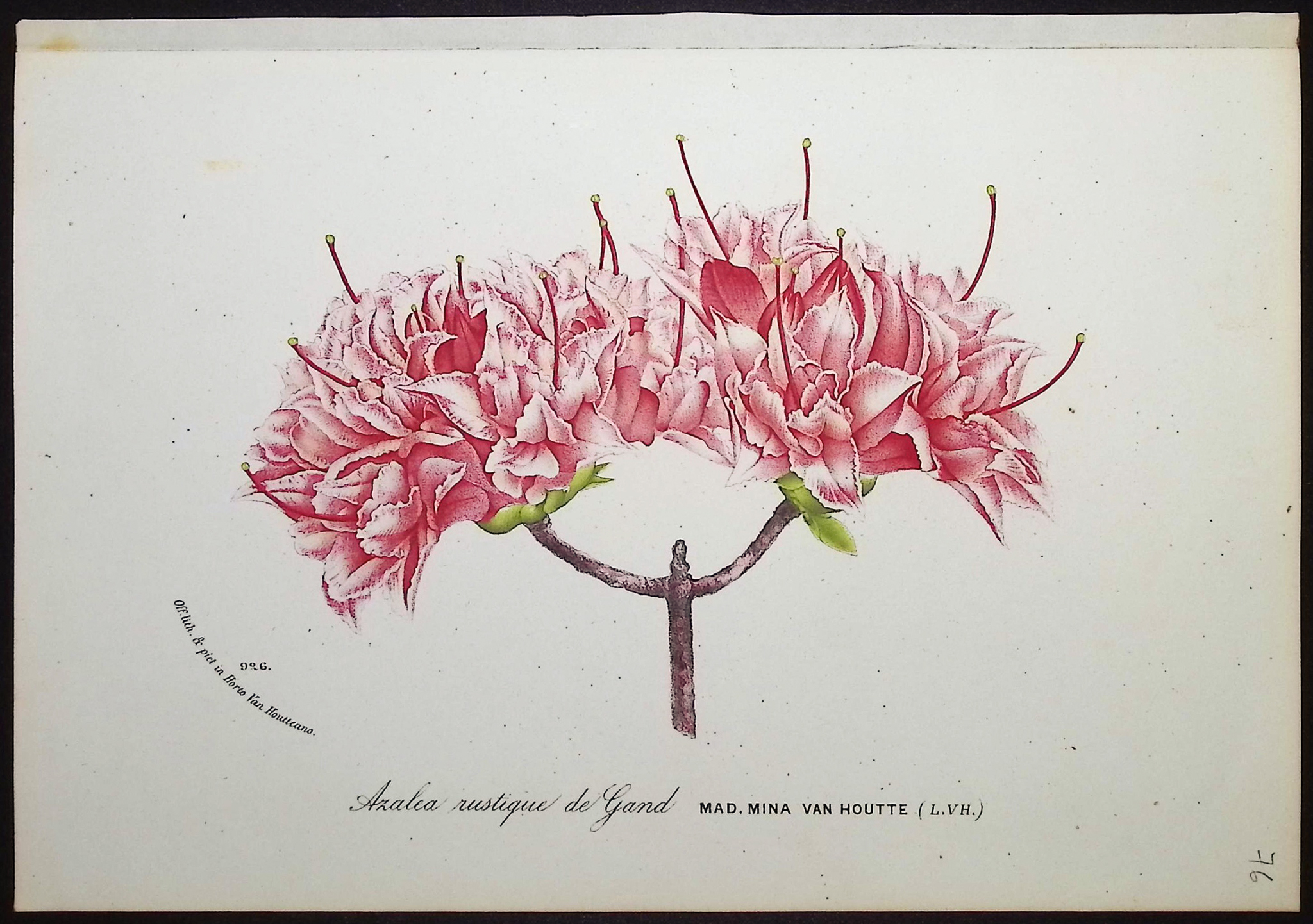 Van Houtte - 5 Azalea Prints