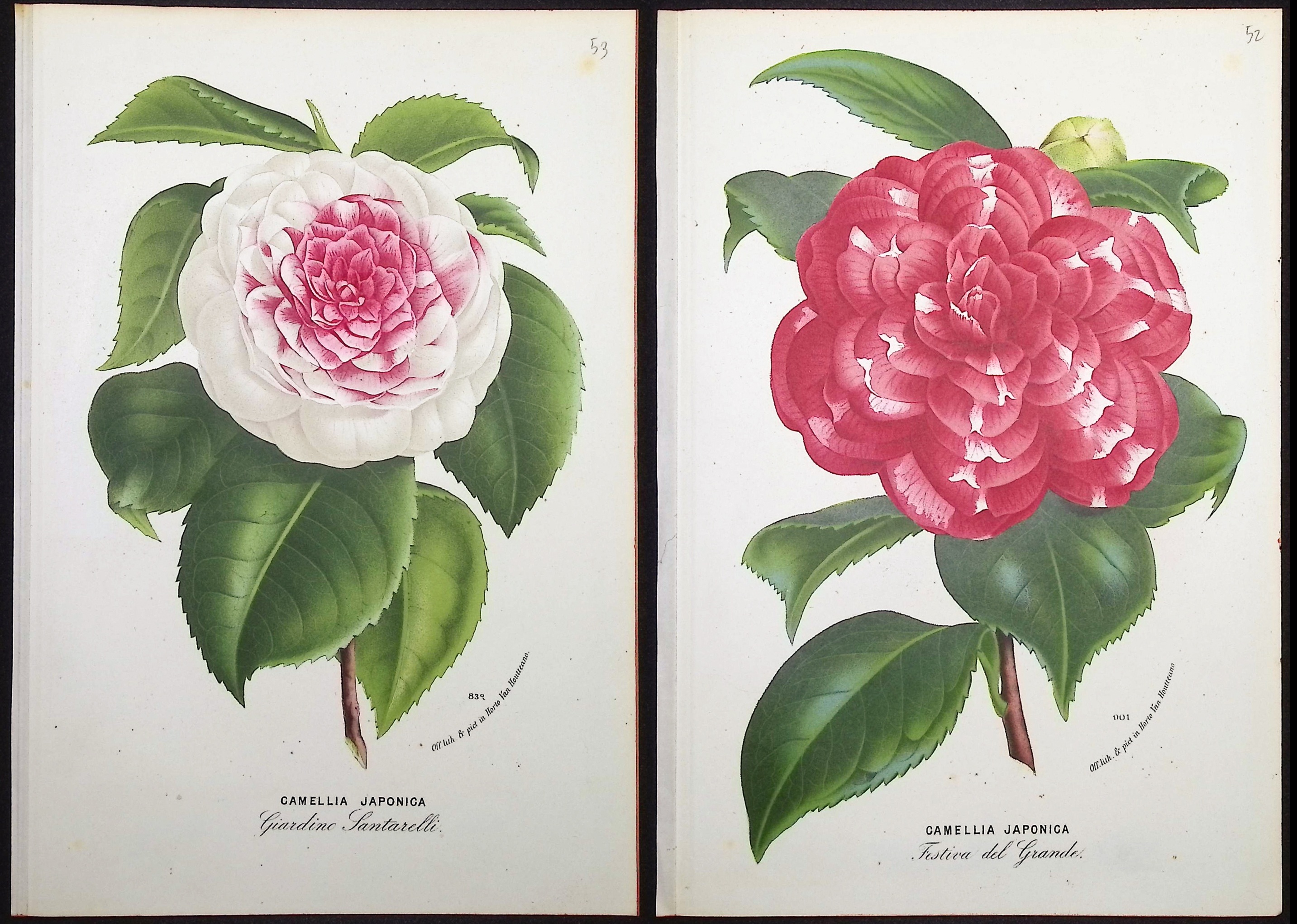 Van Houtte - 5 Camellia Prints