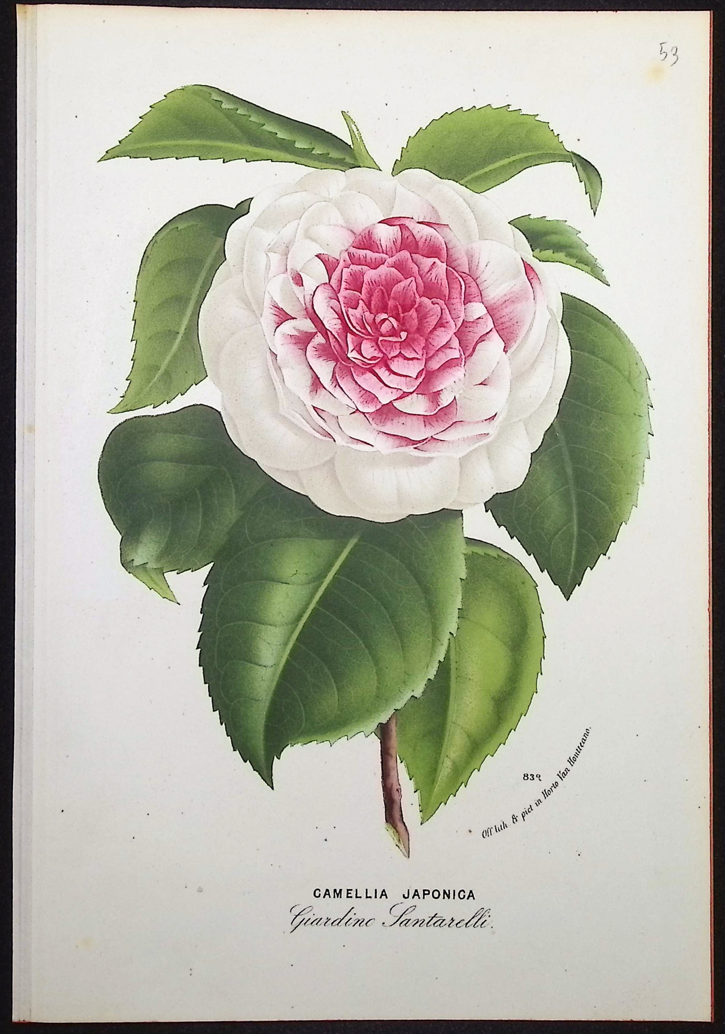 Van Houtte - 5 Camellia Prints
