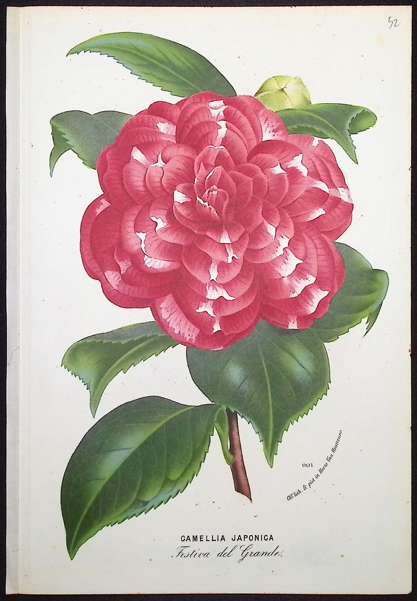 Van Houtte - 5 Camellia Prints