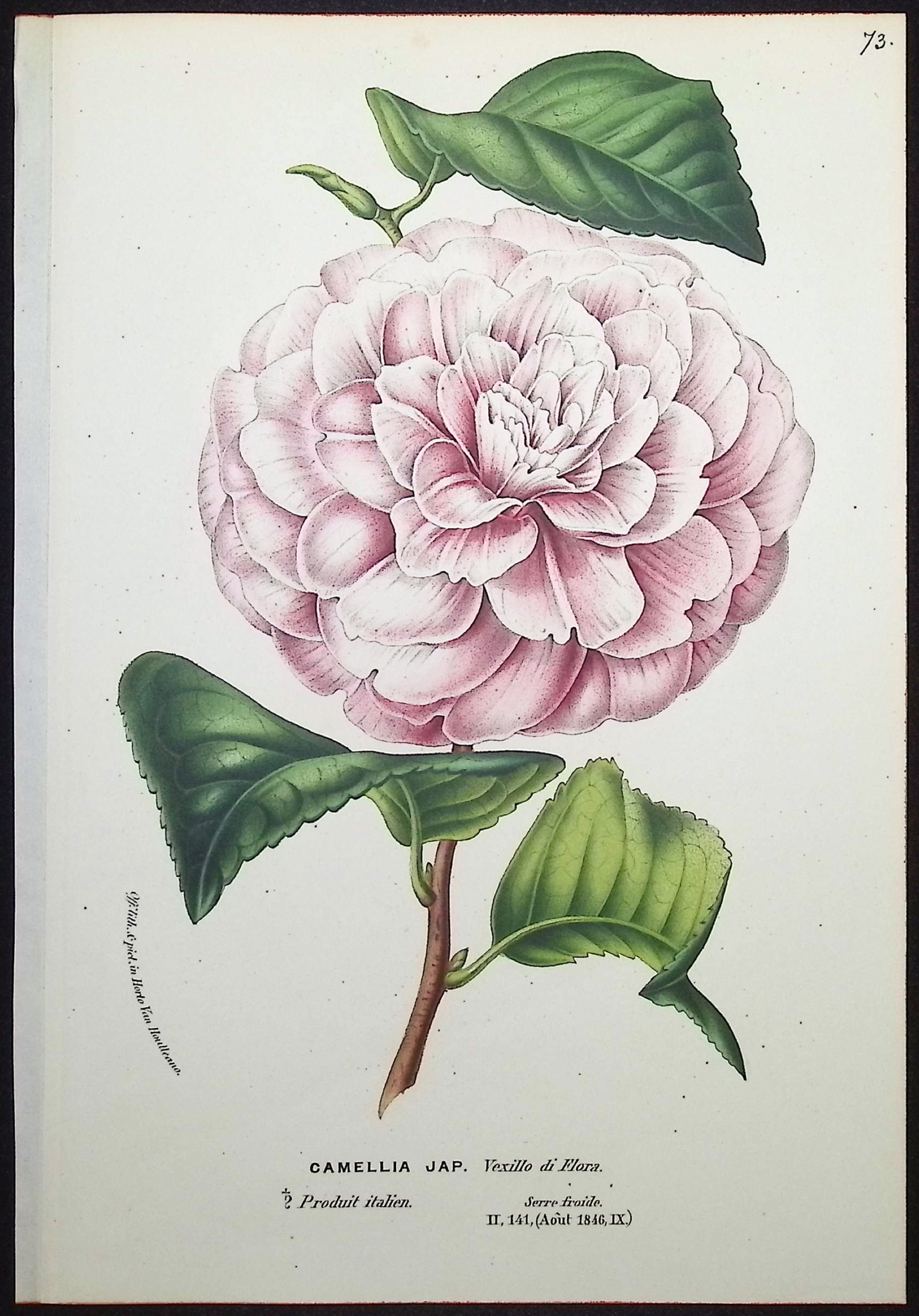 Van Houtte - 5 Camellia Prints