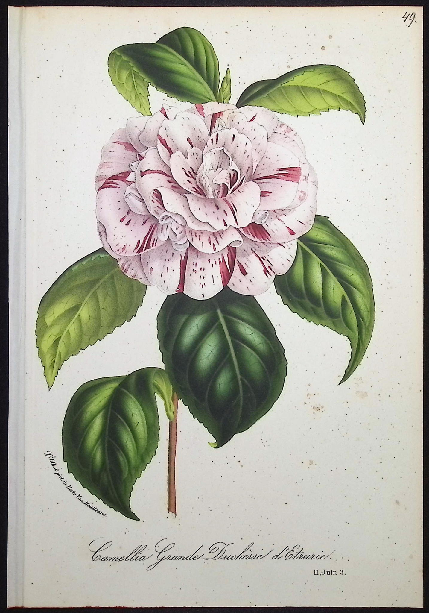 Van Houtte - 5 Camellia Prints