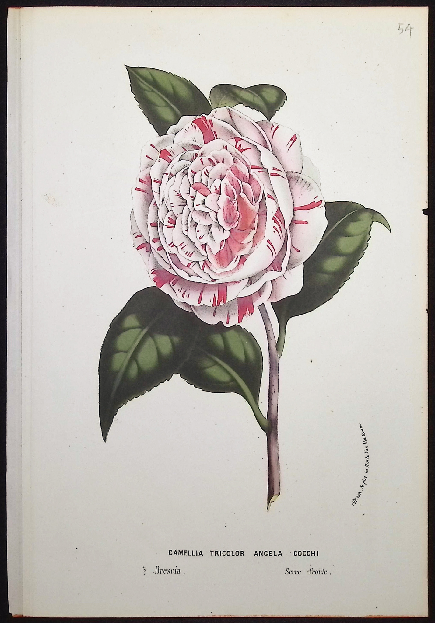 Van Houtte - 5 Camellia Prints