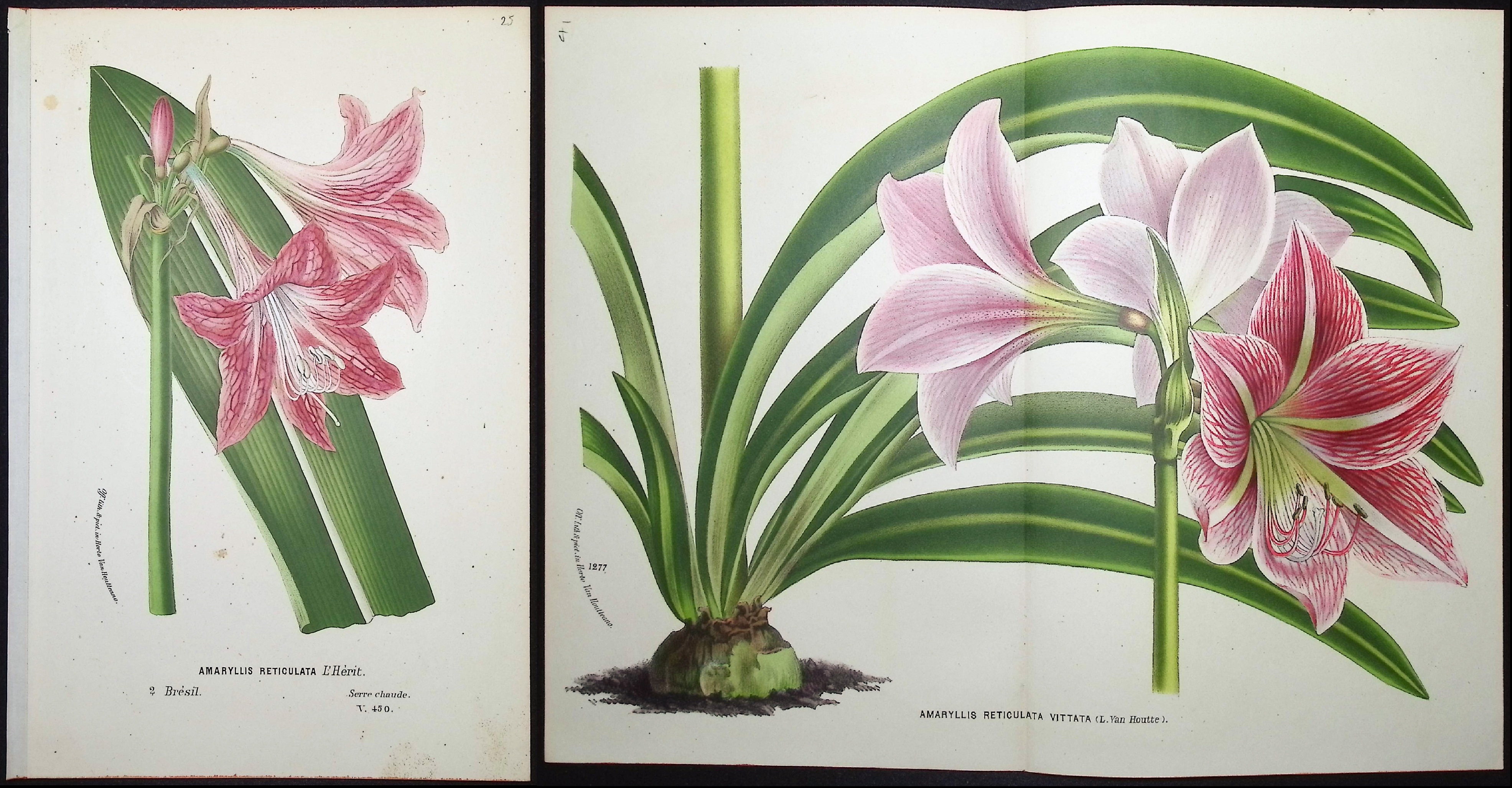 Van Houtte - 6 Amaryllis Prints