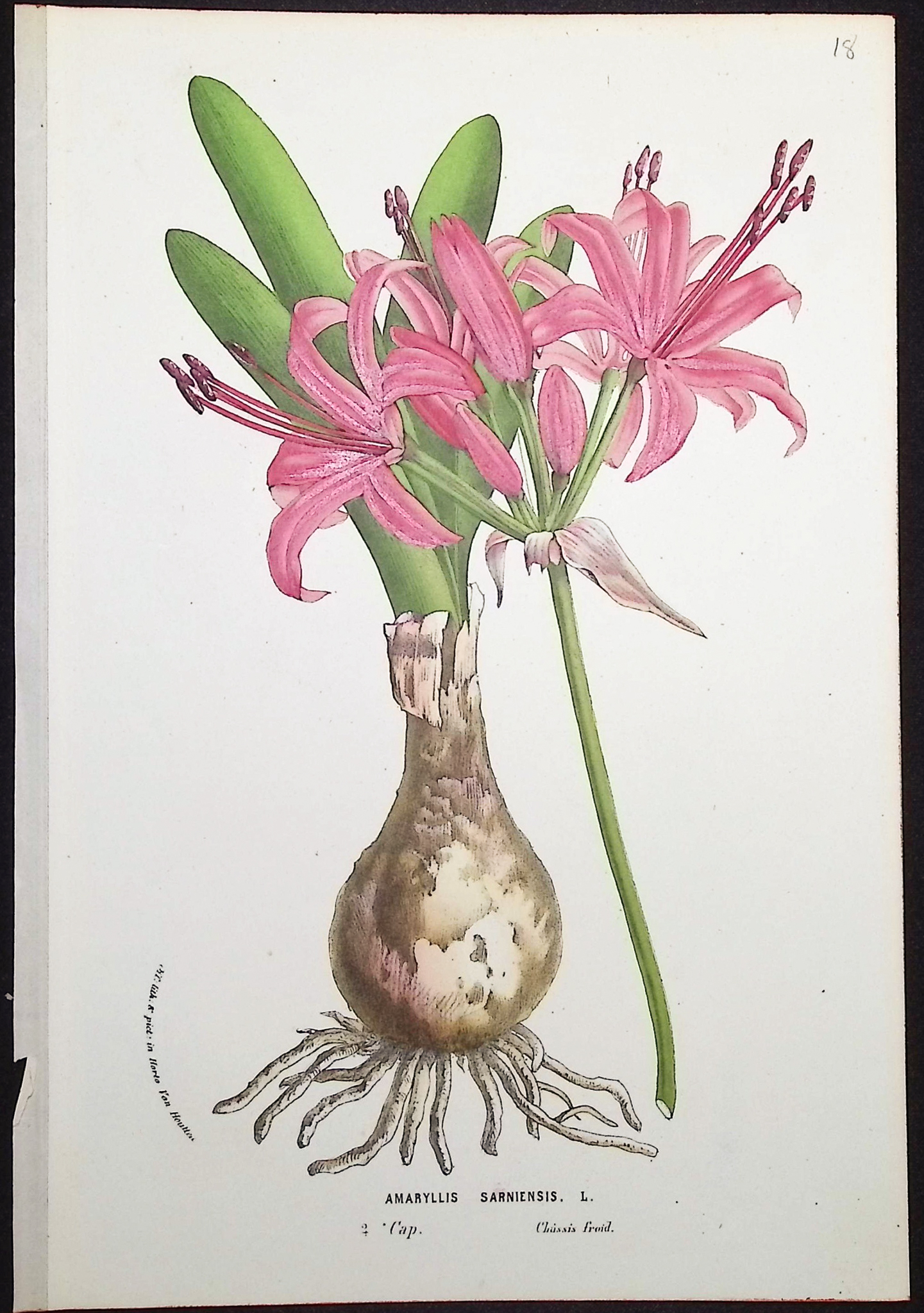 Van Houtte - 6 Amaryllis Prints