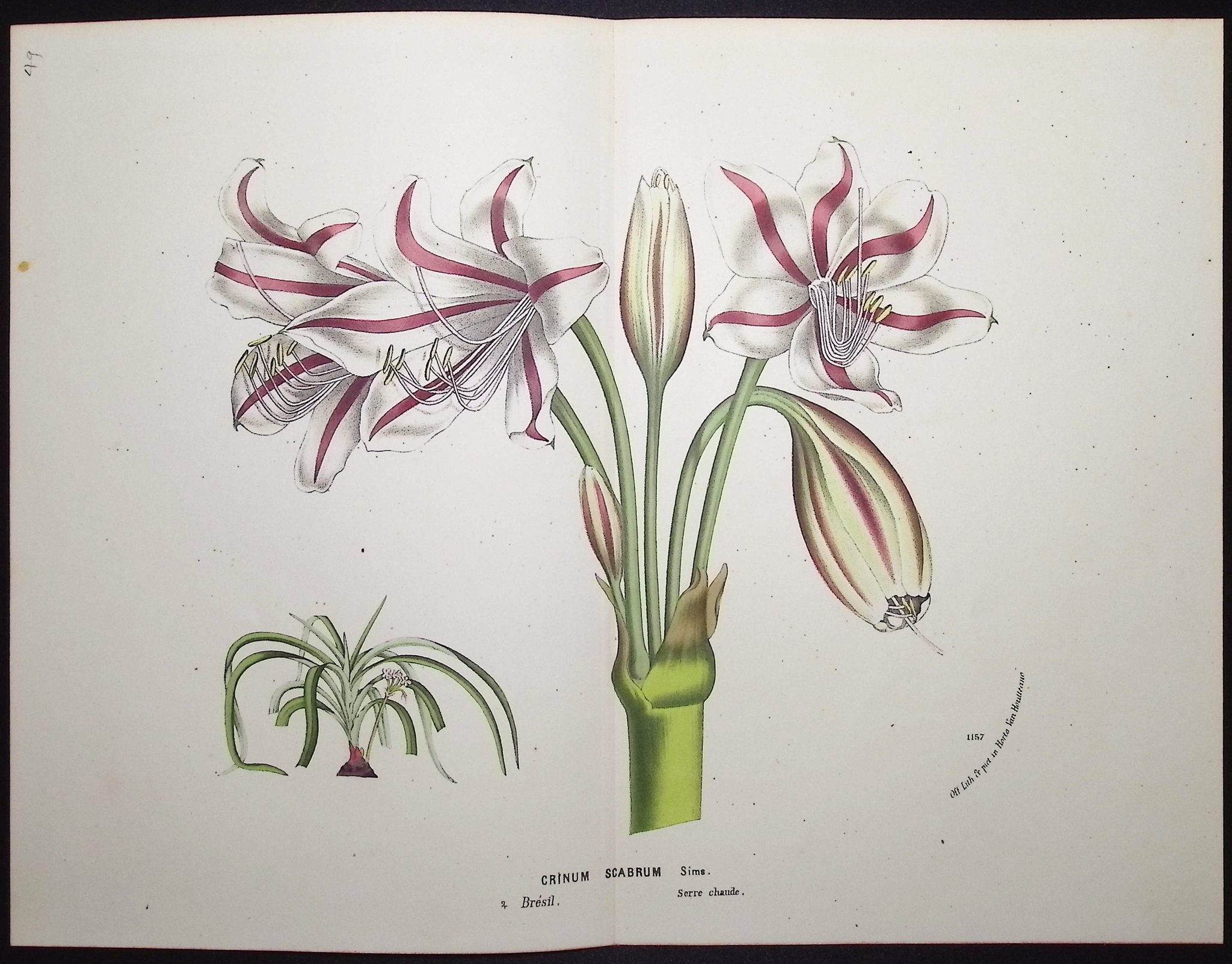 Van Houtte - 6 Amaryllis Prints