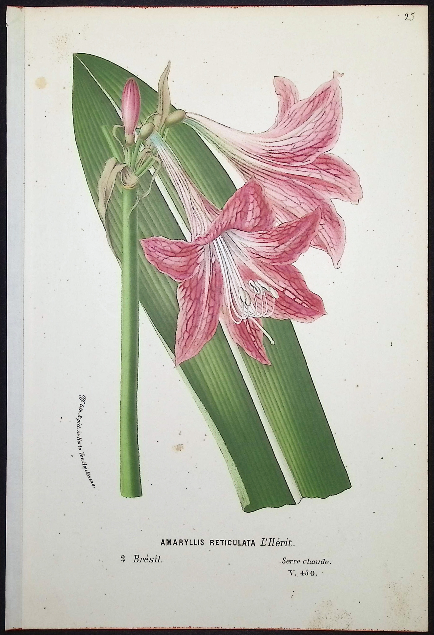 Van Houtte - 6 Amaryllis Prints