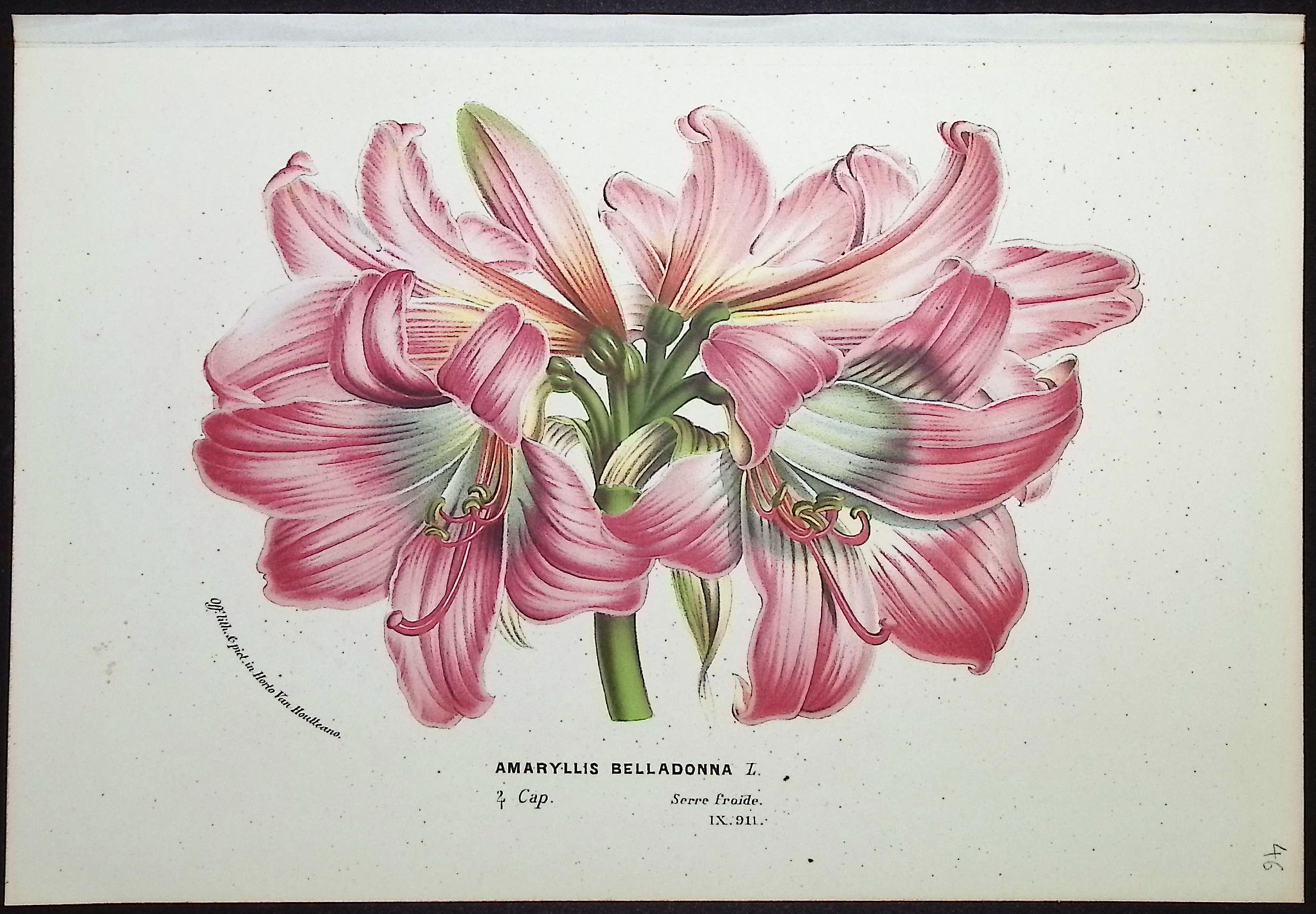 Van Houtte - 6 Amaryllis Prints