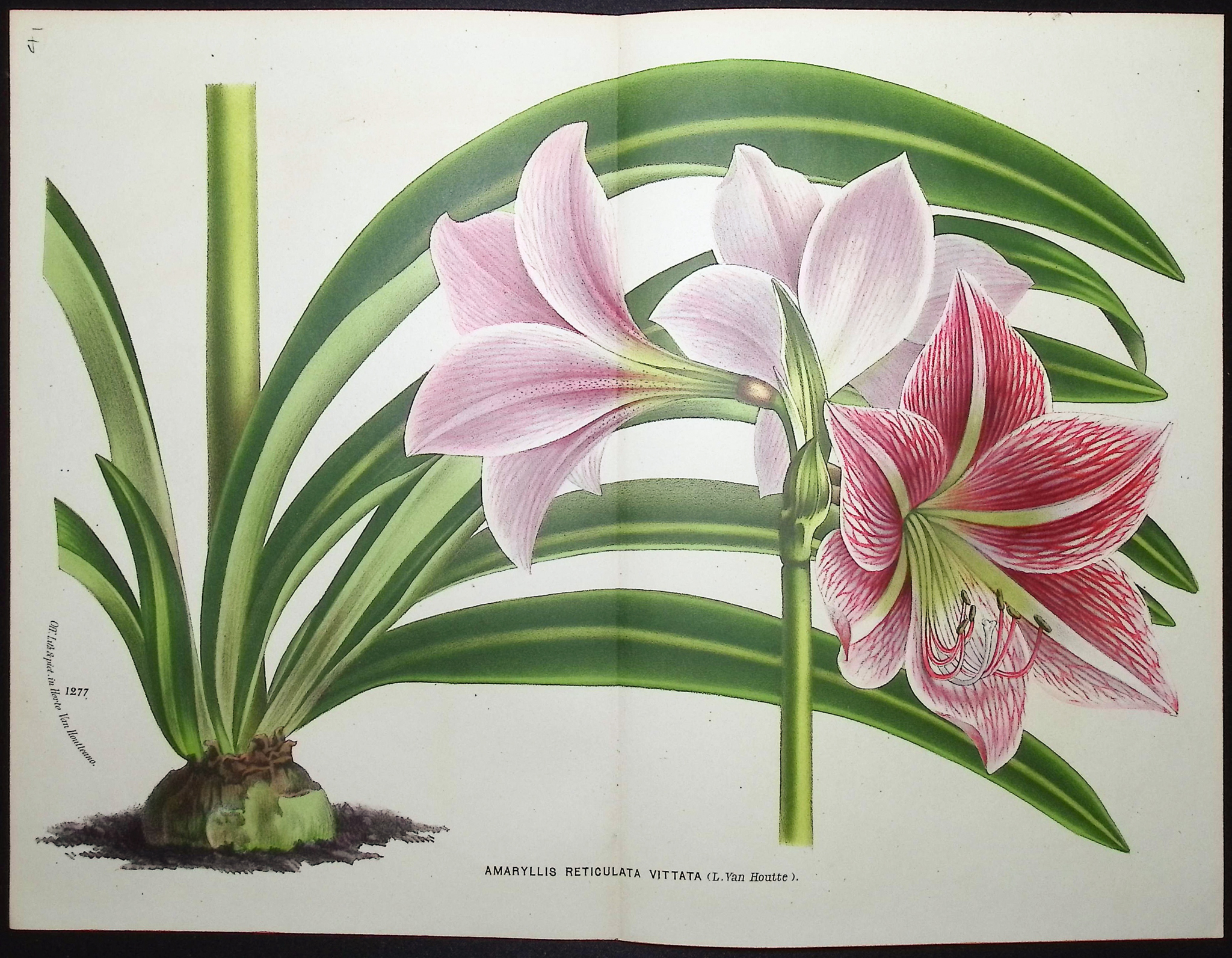 Van Houtte - 6 Amaryllis Prints