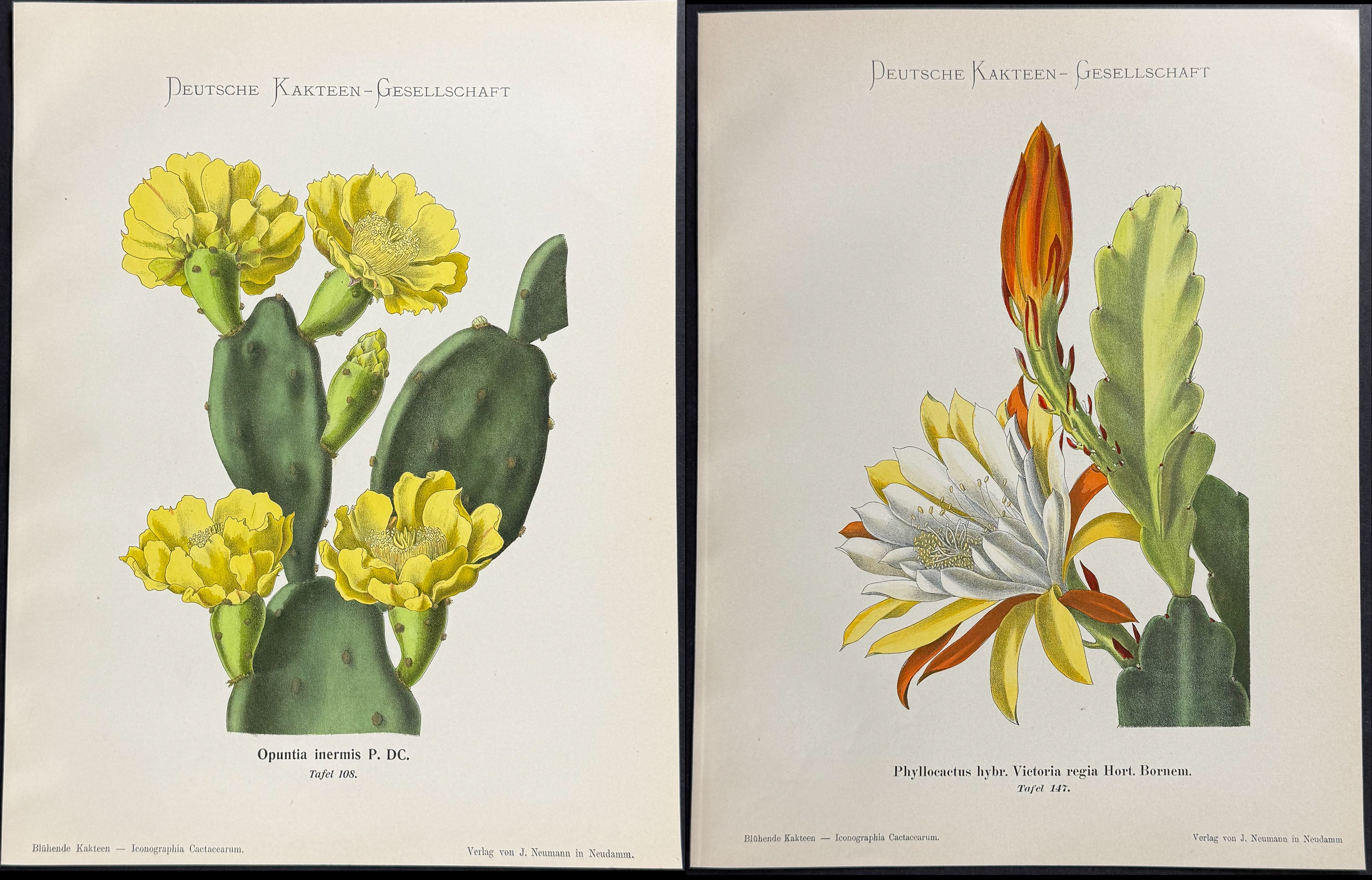 Schumann - 5 Cactus Prints